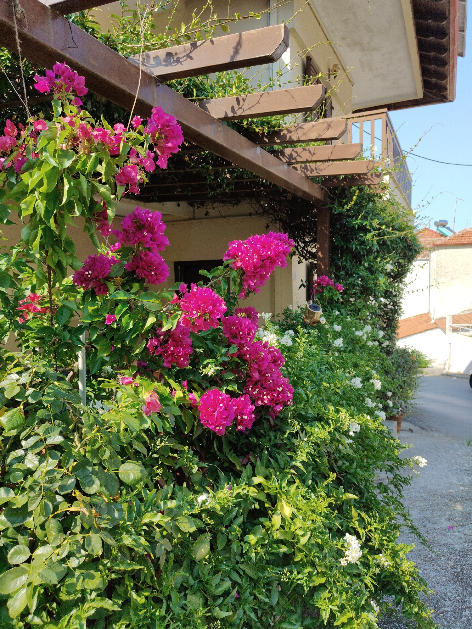 The image depicts a vibrant scene in Litochoro, Greece, focusing on a lush garden overflowing with flowering plants under a wooden pergola. In the foreground, bright fuchsia bougainvillea blooms cascade over abundant green foliage, interspersed with clusters of small white flowers. The pergola, constructed from dark brown wooden beams, extends overhead, casting dappled shadows. Behind the dense greenery, a light-colored building with a balcony is visible, suggesting a residential or hotel setting. To the right, a paved pathway runs alongside the garden, leading towards a street or alleyway with buildings and rooftops in the background, characteristic of a Greek town. The sky above is a clear, bright blue. No people or animals are present in the frame.