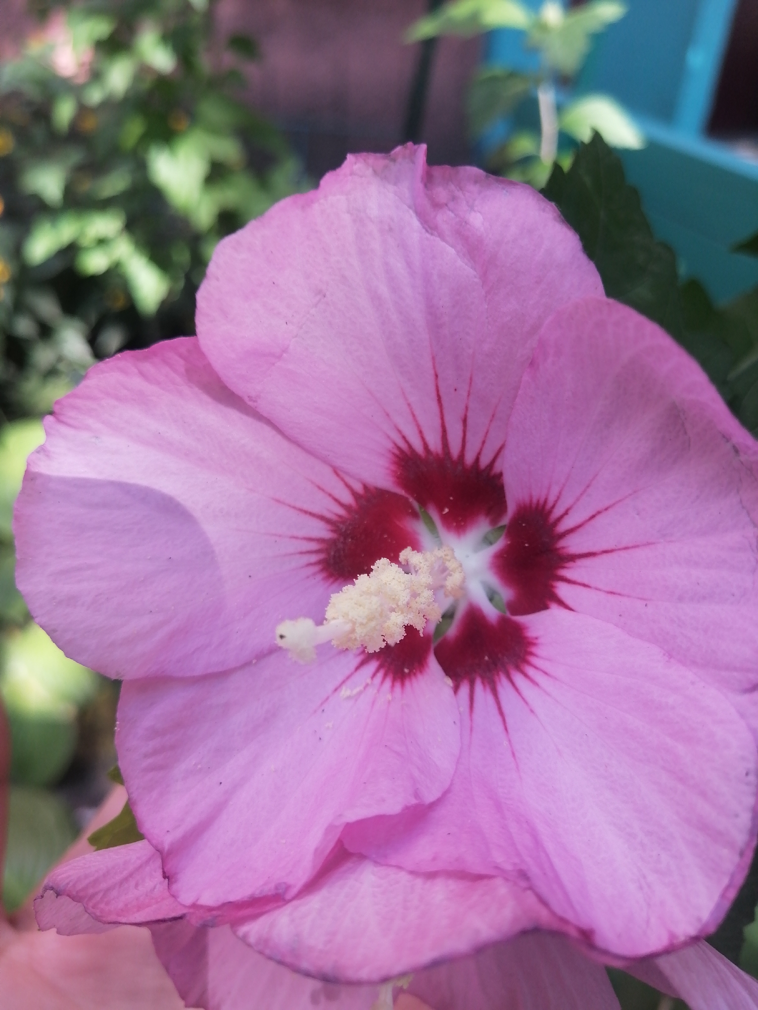 A close-up, slightly blurry shot captures a large, vibrant pink hibiscus flower in full bloom. The flower is the primary subject, filling most of the frame with its delicate, ruffled petals. A prominent staminal column, topped with creamy yellow pollen, extends from the center of the flower, where deep red markings radiate outwards. The background is out of focus, showing hints of green foliage and a bright blue object, possibly a planter or a piece of furniture. The lighting is natural, suggesting an outdoor setting, likely a garden or park. The image does not provide any specific visual cues to locate it within Kremenchuk, Ukraine.