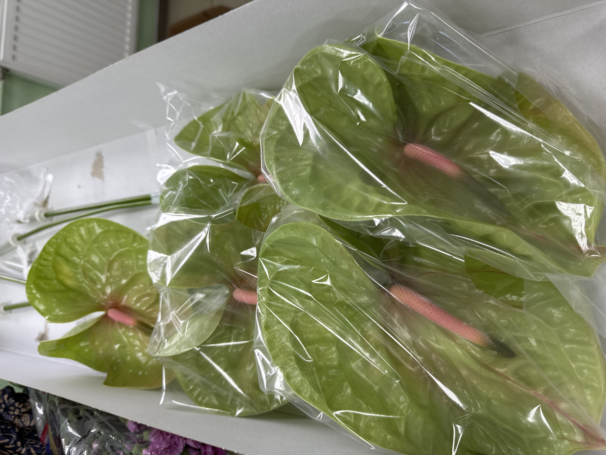 The image captures a close-up, slightly elevated perspective of multiple green Anthurium flowers, each meticulously wrapped in clear plastic, resting inside a white cardboard box. The Anthuriums feature broad, heart-shaped spathes in varying shades of green, some appearing more vibrant and others with subtle yellow-green undertones. From the center of each spathe emerges a prominent, elongated spadix, which is predominantly pink or light red, often tapering to a darker hue at its tip.
The flowers are neatly arranged, suggesting they are packaged for protection during transport, sale, or preparation for floral arrangements. The clear plastic wrapping reflects the light, adding a slight sheen to the overall appearance. To the far left, partially visible, are additional green stems or floral wires, also encased in plastic, hinting at more elements within the box or nearby.
The setting is an indoor environment, likely a floristry workspace, a flower market, or a storage area. The background is softly blurred, revealing light-colored surfaces, possibly walls or shelving, with faint horizontal lines that could be blinds or structural elements. The lighting appears to be artificial. No individuals are present in the frame, and no discernible text is visible on any of the objects. A cluster of blurred purple or pink flowers can be glimpsed at the bottom left, indicating other floral items are in the vicinity. This scene is located in Izhevsk, Russia.