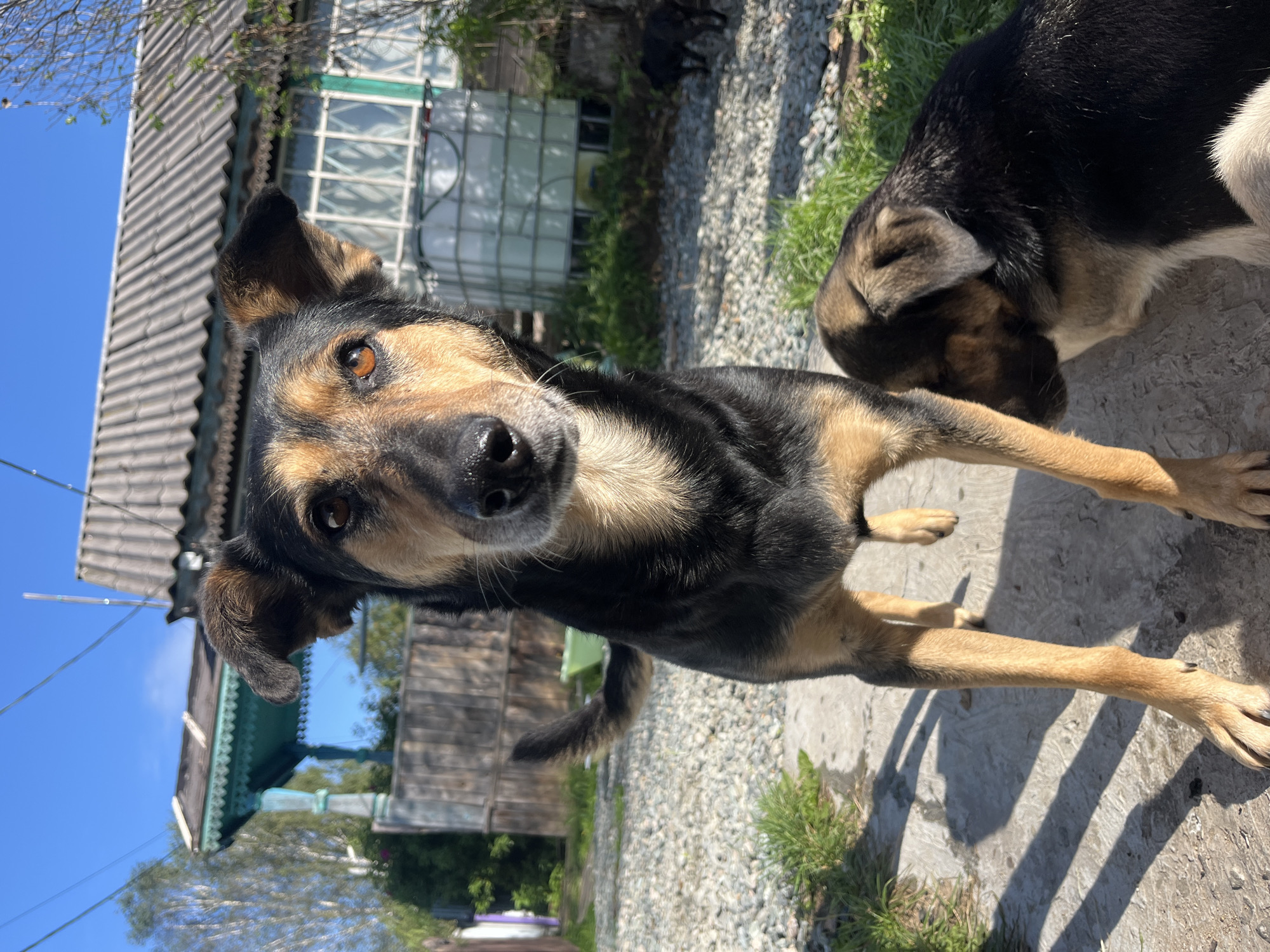 The image captures an outdoor scene with two dogs in the foreground, a larger dog standing and a smaller puppy lying down to its right. The larger dog is black and tan with alert brown eyes and ears. The puppy has similar coloring and is nuzzling against the larger dog. They are on a concrete path surrounded by gravel and grass. In the background, a weathered wooden house with a grey roof and decorative trim is visible, along with a large white water tank and a wooden fence. The sky is clear and blue. The setting appears to be a rural or suburban area, possibly on the outskirts of Nizhny Tagil, Russia, given the architectural style and the presence of what looks like a dacha or a traditional Russian country house. The lighting suggests it is daytime, with strong sunlight casting shadows.