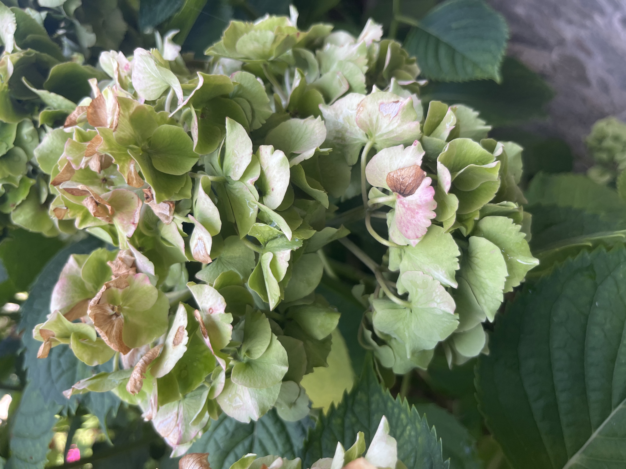 A close-up shot captures a cluster of green hydrangeas, some with dried brown edges and a few exhibiting hints of pink coloration. The flower heads are lush and full, showcasing their layered petals. The background consists of dark green foliage, suggesting a garden setting, and a blurred grey texture, possibly a wall or stone surface. The lighting is soft and natural, indicating it was taken outdoors during the day. The image is devoid of human presence. The specific location in Kalopanagiotis, Cyprus, is not visually discernible from the image itself.