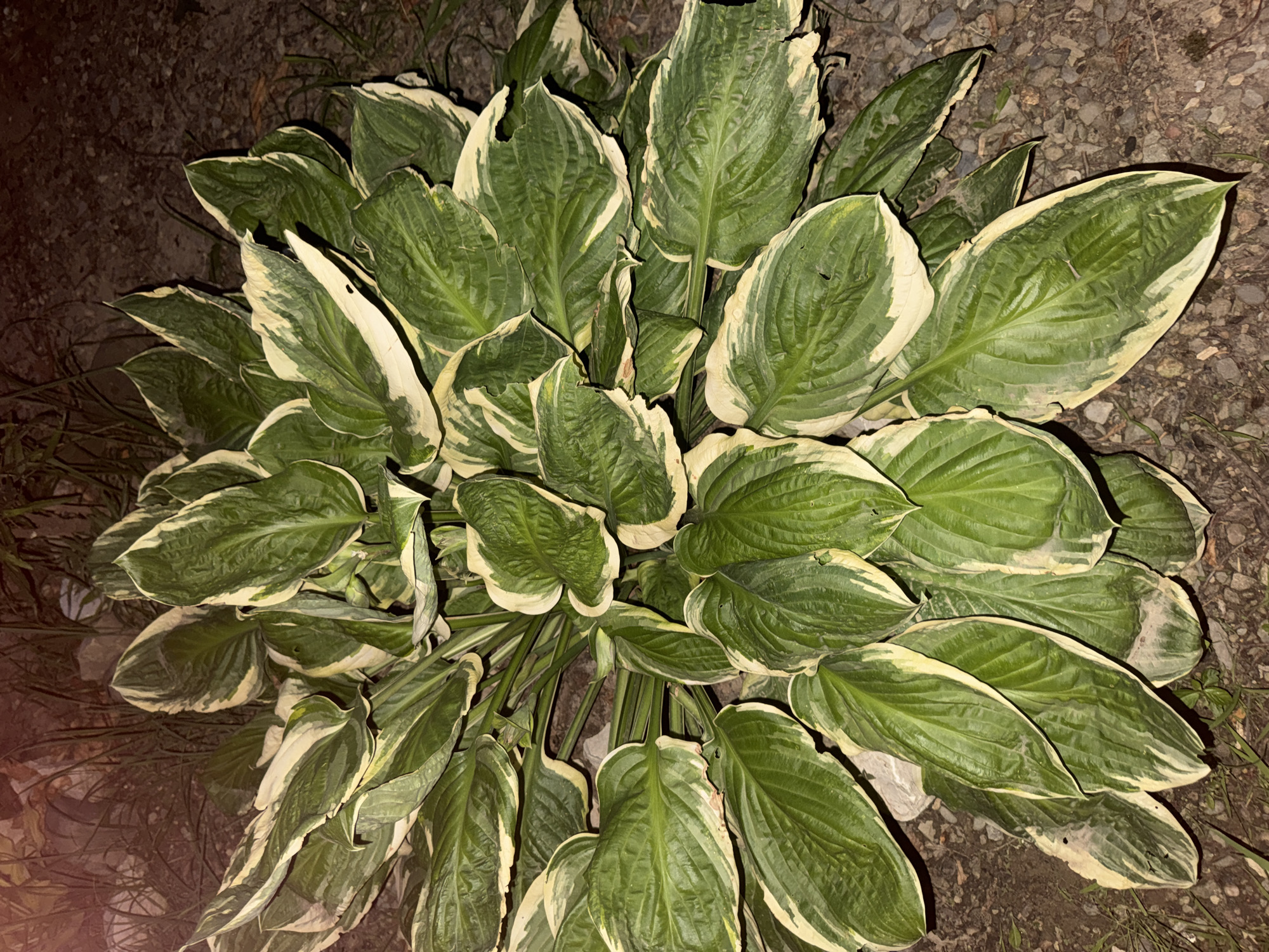 This media file is a close-up, overhead shot of a hosta plant with variegated leaves, featuring broad green centers transitioning to creamy white edges. The plant is situated on the ground, which appears to be a mix of gravel and dirt, with some sparse dry grass visible. The lighting suggests it might be nighttime or a very dimly lit area, with some light source casting shadows and highlighting the texture of the leaves. The plant is dense and full, with many large, ovate leaves radiating outwards. There are no people, text, or specific events depicted. The location context of Sochi, Russia, does not provide additional visual cues within the image itself.