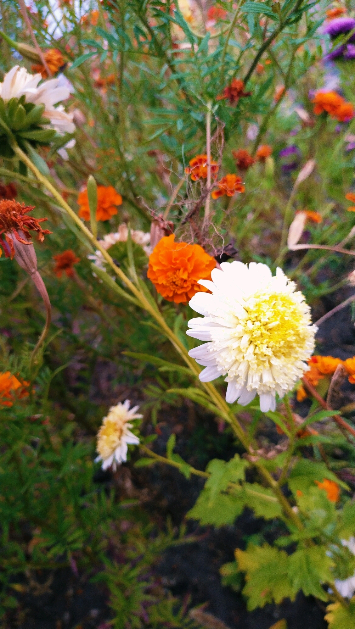 This image depicts a close-up view of a flowerbed with a variety of blooming flowers, predominantly in orange and white hues. The foreground is dominated by a white chrysanthemum with a yellow center, its petals fanning out. To its left, a cluster of orange marigolds are visible, along with a dried, brown flower on the left side of the frame. The background is a blur of green foliage and more scattered orange and purple flowers. The overall scene suggests a well-maintained garden or park in an outdoor setting. The location is specified as Horishni Plavni, Ukraine, indicating an urban or suburban environment. There are no people or animals present in the frame.