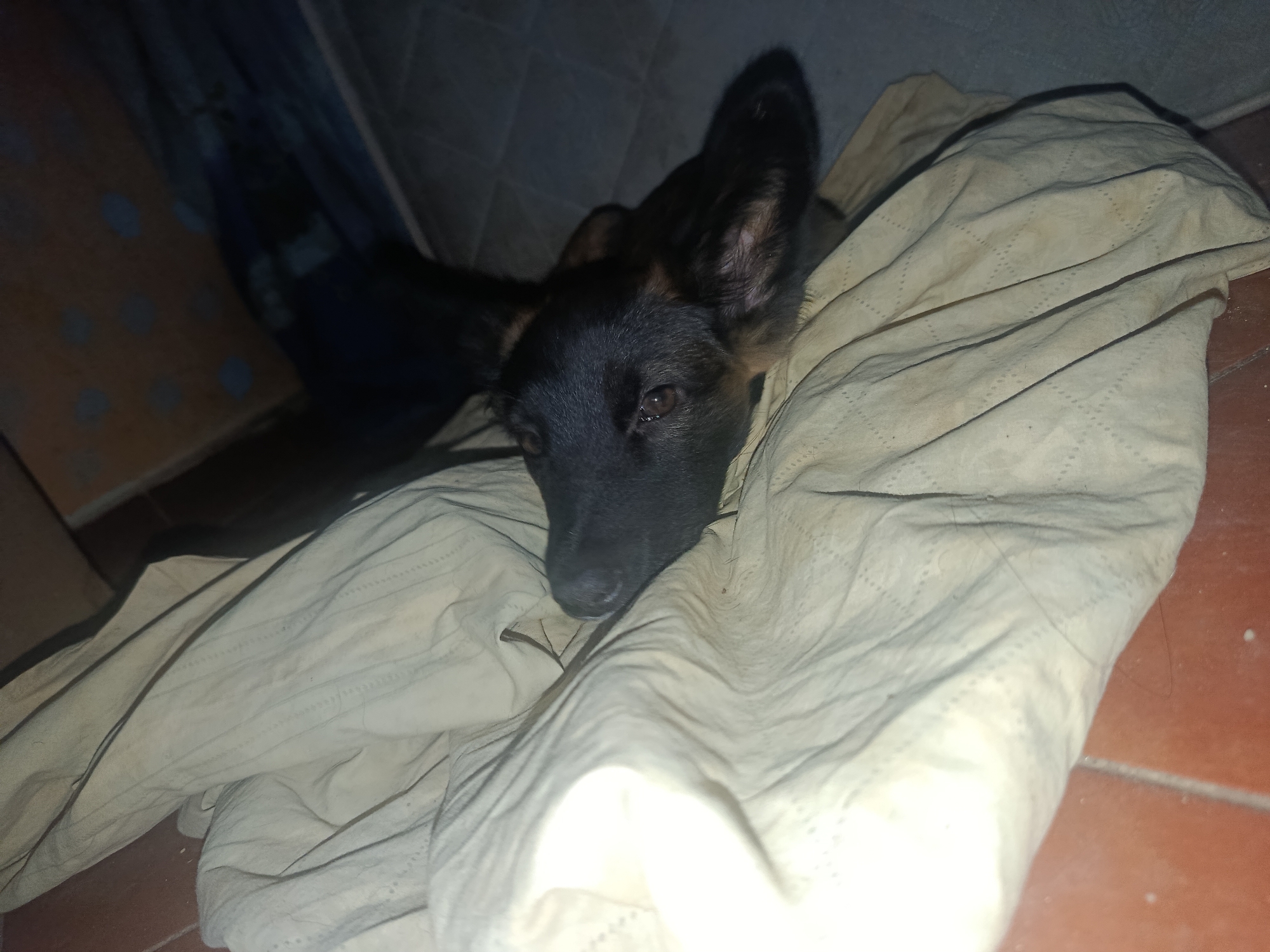 A black dog with prominent ears rests on a light-colored blanket, likely indoors on a terracotta-tiled floor. The environment appears dimly lit, with a wooden structure or object partially visible in the background. The dog is the primary subject of the image. There is no information to confirm this photo was taken in Juan Griego, Venezuela.