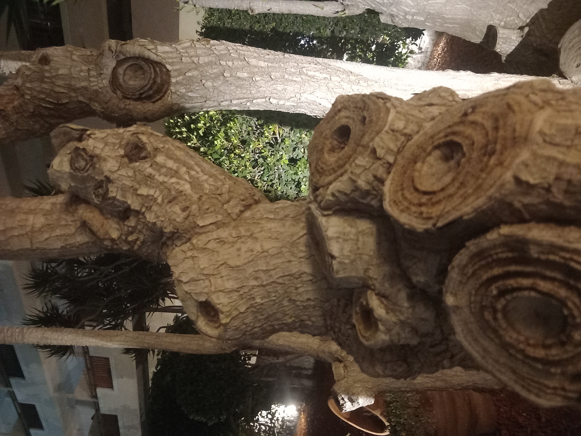 The image captures a close-up, low-angle view of the textured bark of tree branches. The focus is on the rough, gnarled surfaces and the circular patterns formed by knots or previous growths on the wood. The branches are thick and appear weathered, with some showing deep crevices and peeling bark. In the background, glimpses of green foliage and what seems to be a building with shutters suggest an outdoor setting. The lighting is dim, indicating it might be evening or nighttime, possibly with artificial light illuminating some areas and casting shadows. The overall impression is one of natural textures and the aged beauty of a tree. There are no people visible, and no text is present in the image. The context of Kos, Greece, implies a Mediterranean environment, possibly a garden or courtyard with mature trees.