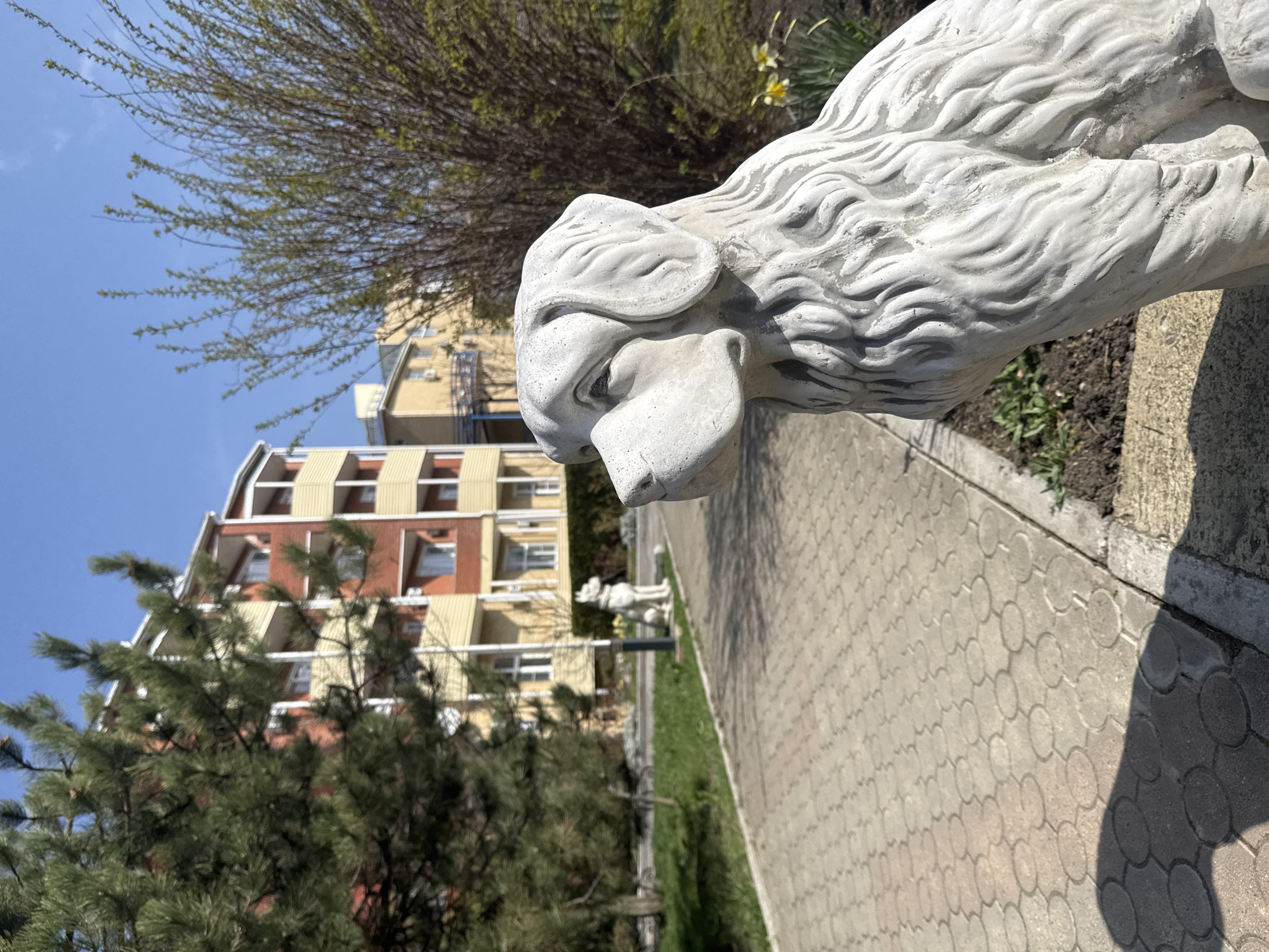 The image depicts a stone sculpture of a lion or dog-like creature, positioned near a patterned pavement walkway and a grassy verge. In the background, a multi-story building with balconies, painted in beige and brown hues, is visible. A tree, partially obstructing the building, is situated to the left of the frame. The sky is clear and blue. In the mid-ground, another statue similar to the first can be seen, slightly blurred. The setting is Anapa, Russia.