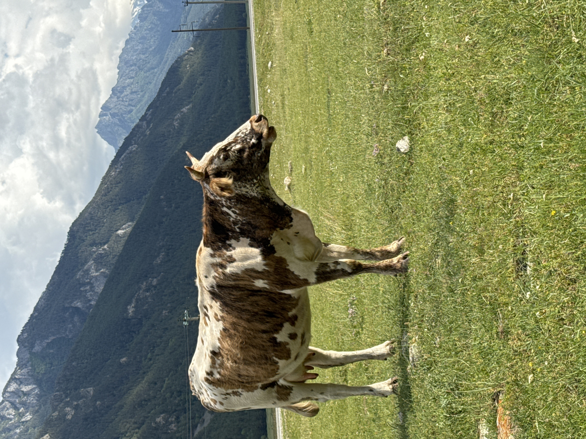 A brown and white cow stands in a grassy field, facing left and looking upwards with its mouth open as if mooing. The cow is the primary subject. Behind the cow, a steep, tree-covered mountain range dominates the background, with a grey, rocky peak visible at the top. The sky is cloudy. The scene appears to be set in a rural, mountainous location, likely during the daytime, as indicated by the bright lighting and the shadows. The overall mood is one of natural beauty and tranquility, with the cow's vocalization adding a touch of wildness. No text is visible in the image.