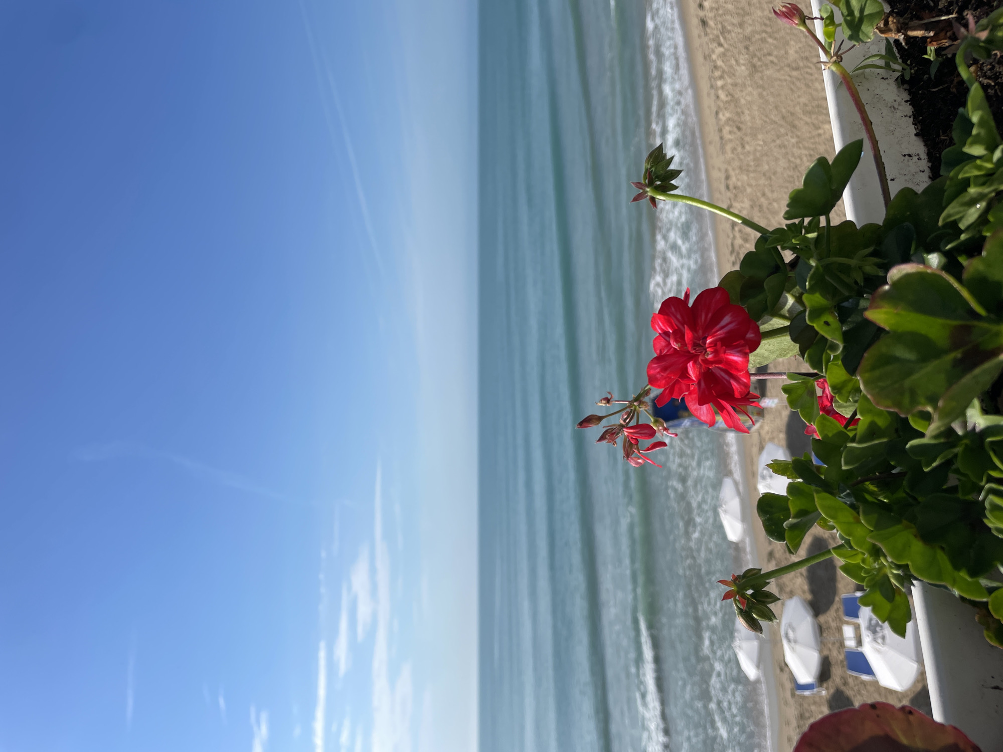 The image presents a serene seaside view from an elevated vantage point, likely a balcony or terrace, overlooking a beach in Nesebar, Bulgaria.
In the immediate foreground, positioned on the right side of the frame, is a vibrant red geranium plant with lush green leaves, growing in a white planter. The flower cluster is a prominent red, with delicate white striations on its petals, and some smaller buds are also visible.
Beyond the planter, a sandy beach unfolds, dotted with several white beach umbrellas and some blue-and-white sunbeds, indicating a leisure or resort area. The gentle waves of the sea are seen breaking on the shore, creating a foamy white edge that gradually transitions into the calm, blue-green expanse of the water. The sea appears tranquil, stretching out towards the horizon.
The sky occupies the left half of the image, displaying a clear and bright blue, with only a few faint, wispy clouds or contrails visible. The distinct horizon line separates the calm sea from the vast sky. The overall impression is one of a peaceful and sunny day. No people are visible in the scene, and there is no discernible text.