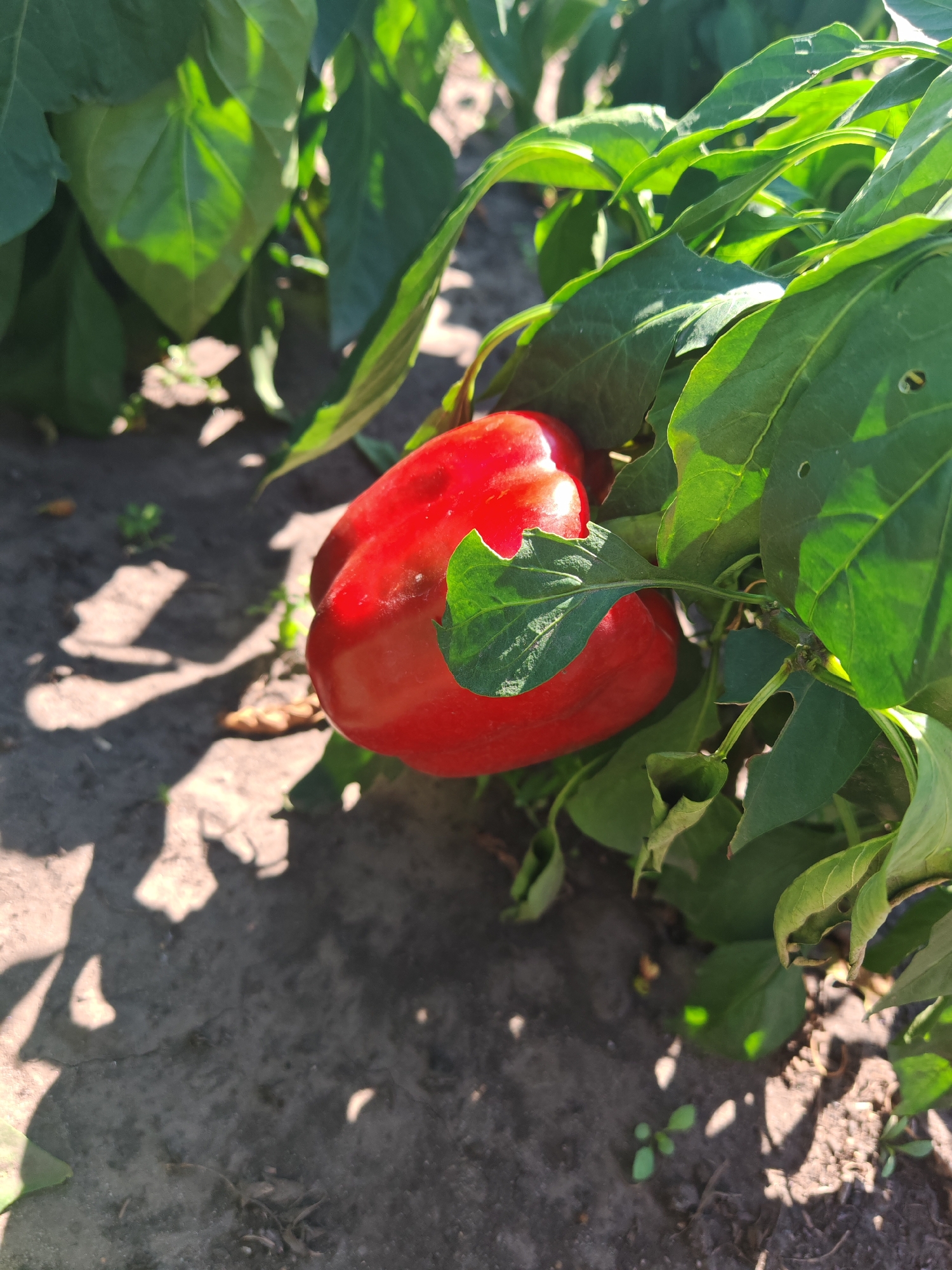 A close-up shot captures a ripe red bell pepper nestled amongst lush green leaves of its plant. The pepper is plump and smooth, reflecting the bright sunlight. The surrounding foliage is dense, with some leaves showing signs of natural wear. The background consists of dark, dry soil, speckled with tiny green sprouts and scattered dried leaves, hinting at an outdoor garden setting. Shadows of the leaves are cast on the ground, indicating a sunny day. The scene appears to be in Chernakovo, Russia, given the context. There are no people or animals visible in the image.