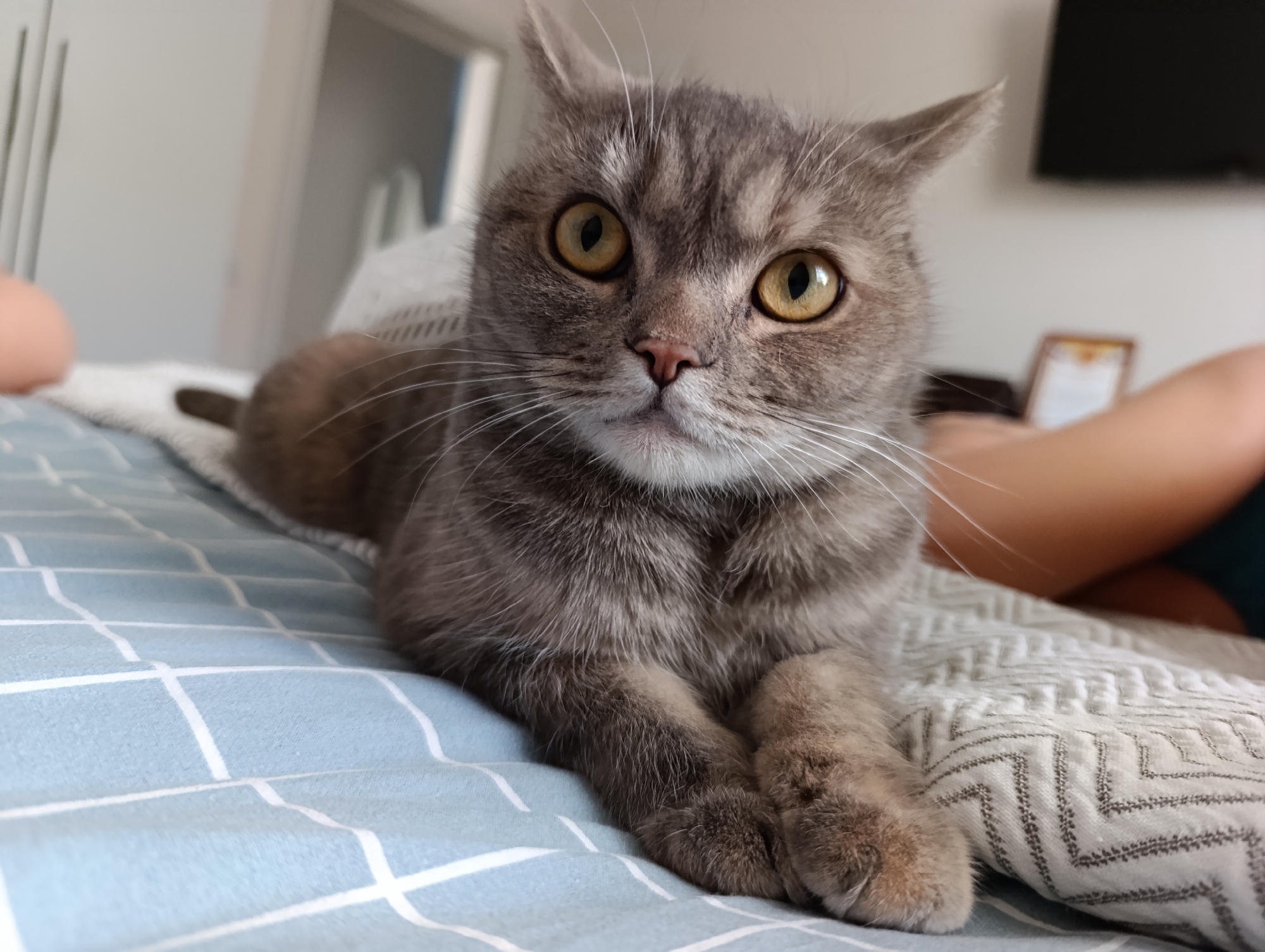 A medium shot photograph captures a grey tabby cat lying on a bed. The cat is positioned centrally in the frame, facing the viewer directly. Its fur is a mixture of grey and lighter grey stripes, and its eyes are a prominent golden-yellow color. The cat's front paws are crossed neatly in front of its chest.
The bed is covered with two different patterned blankets. The blanket closest to the viewer has a pale blue and white checkered pattern. The blanket underneath and to the right of the cat features a more intricate woven pattern in shades of white and grey.
In the background, the environment is softly blurred. To the left, a hint of a white closet or wardrobe can be seen. To the right, an out-of-focus individual's arm and shoulder are visible, suggesting their presence on the bed. A dark rectangle, possibly a television screen, is visible on the wall in the upper right corner. A framed object is also discernible on a surface behind the cat. The lighting appears to be natural, likely from a nearby window, creating a soft illumination on the cat and its surroundings.
The image's composition focuses heavily on the cat, drawing the viewer's attention to its facial features and relaxed posture. The shallow depth of field blurs the background, further emphasizing the cat as the primary subject. The photograph appears to have been taken indoors, likely in a residential setting. There is no indication of the city of Chaikovsky, Russia, or any specific urban environment.