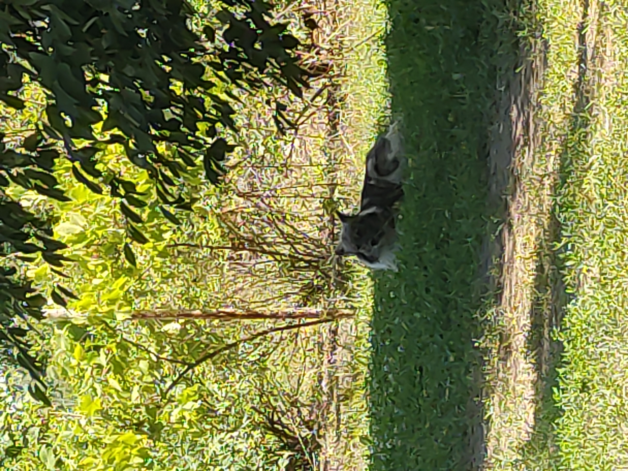 The image shows a dog lying on the grass in a park-like setting. The dog is medium-sized, with a gray and white coat. It is lying down and appears to be resting. The background consists of trees and bushes, with sunlight filtering through the leaves, creating dappled shadows. The overall scene is peaceful and natural, suggesting a warm day outdoors. This location appears to be in Radisne, Ukraine, a green area with mature trees and manicured grass.