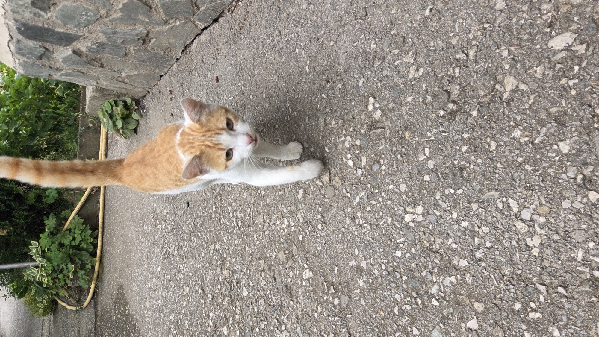 An orange and white cat walks towards the camera on an asphalt path. The cat is mid-stride with its front right paw extended. The cat has green eyes, white fur on its chest and legs, and orange markings on its head and back. The background includes lush green foliage, a yellow hose, and a stone wall.