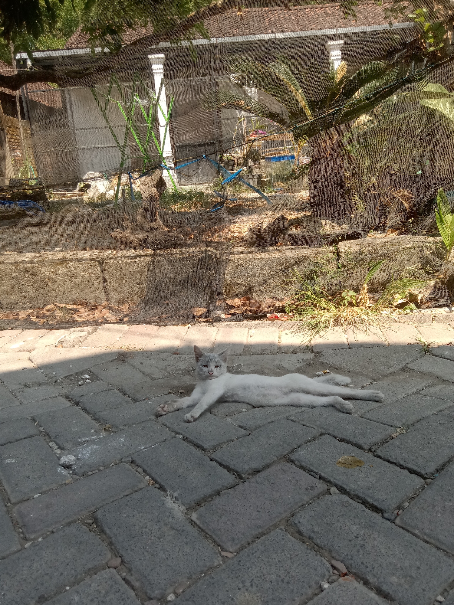 In Jumput, Indonesia, a light gray and white cat is lying on interlocking gray pavers in what appears to be an outdoor paved area. The cat is positioned with its body stretched out lengthwise, facing the viewer, with its head turned slightly to its right. Its eyes are open, and it appears relaxed. Behind the cat, a low concrete border separates the paved area from a dirt and debris-covered ground. Beyond that, a wire mesh fence encloses an area with some greenery and structures, including what looks like a building with a tiled roof. Sunlight casts strong shadows across the scene, highlighting the texture of the pavers and the cat's fur. There are some fallen leaves scattered on the ground. The overall environment suggests a semi-urban or rural setting.
