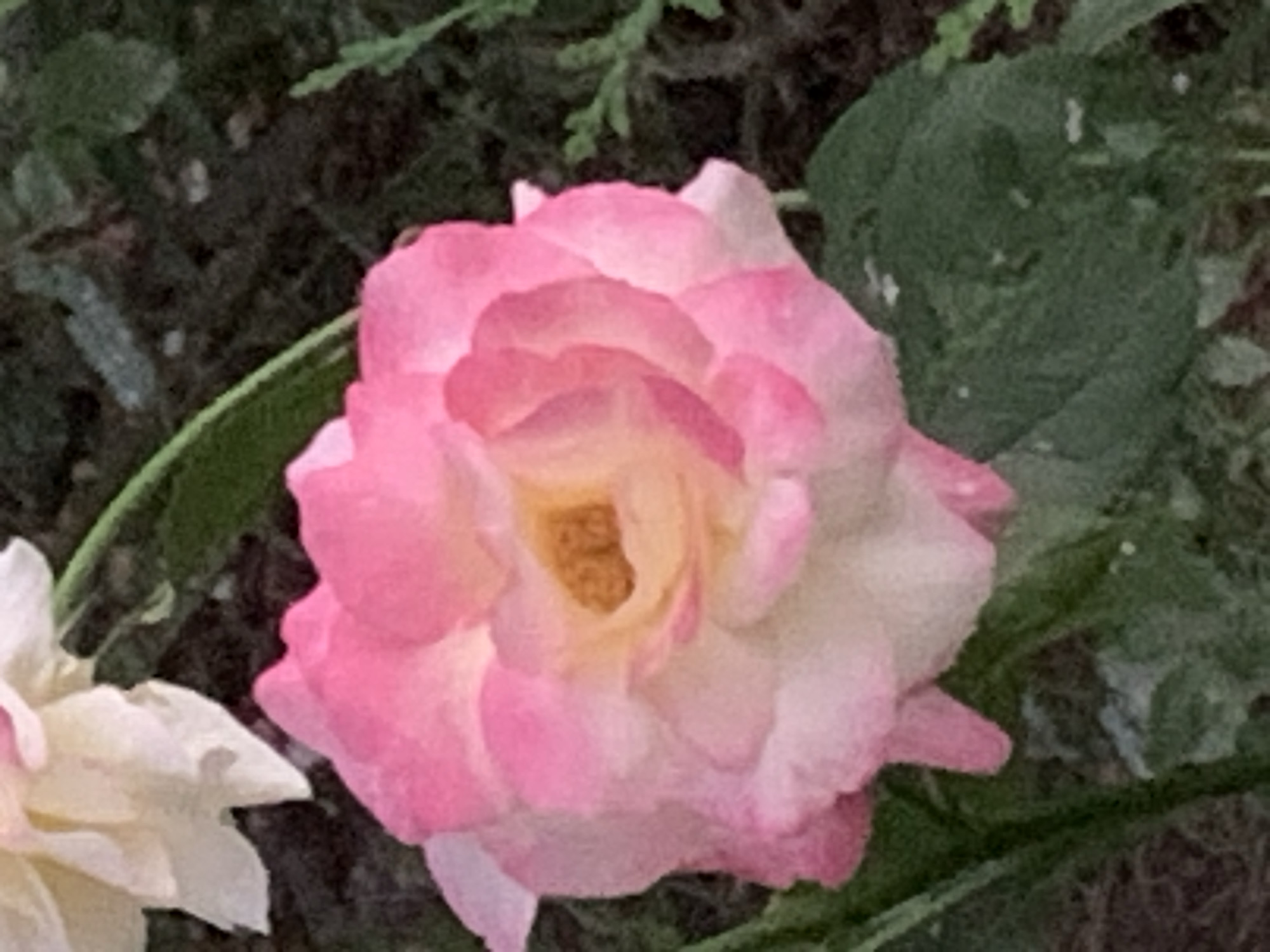 An extreme close-up shot focuses on the center of a blooming pink and white rose. The rose's petals are soft and delicate, with a gradient of color from white at the outer edges to a vibrant pink towards the center. The innermost part of the rose features a cluster of stamens, a warm yellow-orange in hue. The background is a dark, textured blur, suggestive of foliage and soil, with hints of green leaves and darker, earthy tones. The lighting appears to be natural, casting soft shadows and highlighting the textures of the petals. There are no people or discernible actions depicted. The image's quality is slightly softened, with visible digital noise, suggesting it might be a photograph taken with a mobile device or at a distance. The environment is outdoor and natural, likely a garden setting.