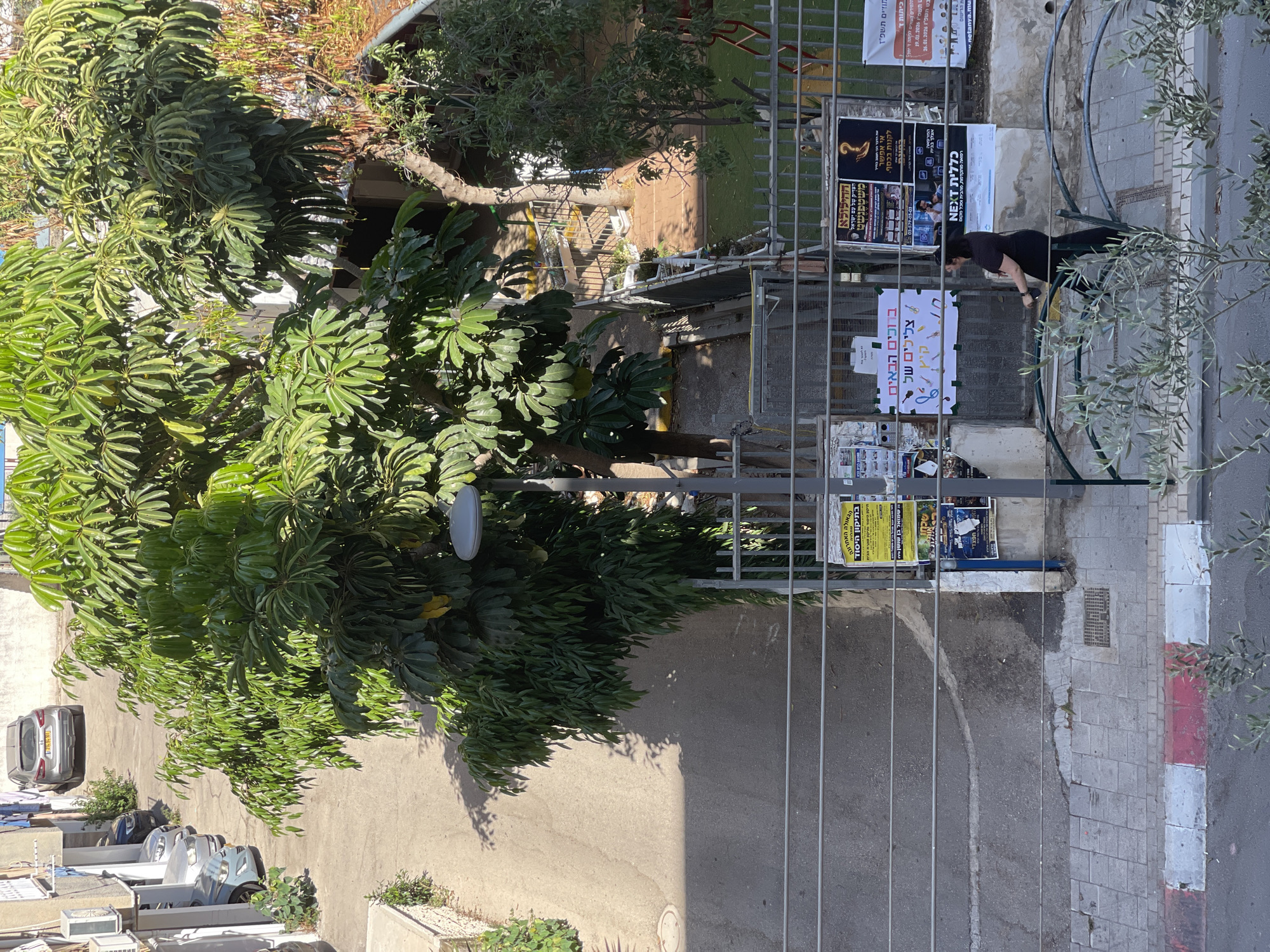 This is a vertical, eye-level shot of an outdoor scene in what appears to be an urban or suburban setting in Netanya, Israel. The main subjects are lush green trees with large leaves, a chain-link fence, and a woman in a black t-shirt and pants. The woman is bending over and appears to be attending to something on the ground near the fence.
Posters are attached to the fence, some featuring text in Hebrew. One poster reads "ברוכים הבאים צלילים של הגאולה האחרון" which translates to "Welcome, sounds of the last redemption." Another poster has the text "כללית NEXT" and below that, "ת הרישום" which translates to "The registration." There are other posters with Hebrew text and images, suggesting a public bulletin board or advertising space.
A sidewalk with red and white painted curb markings is visible to the right, along with a street. The lighting suggests it is daytime, with shadows cast by the trees on the ground. The overall impression is a lively, somewhat cluttered outdoor space with a mix of nature and urban elements. The woman's posture suggests a moment of focused activity.