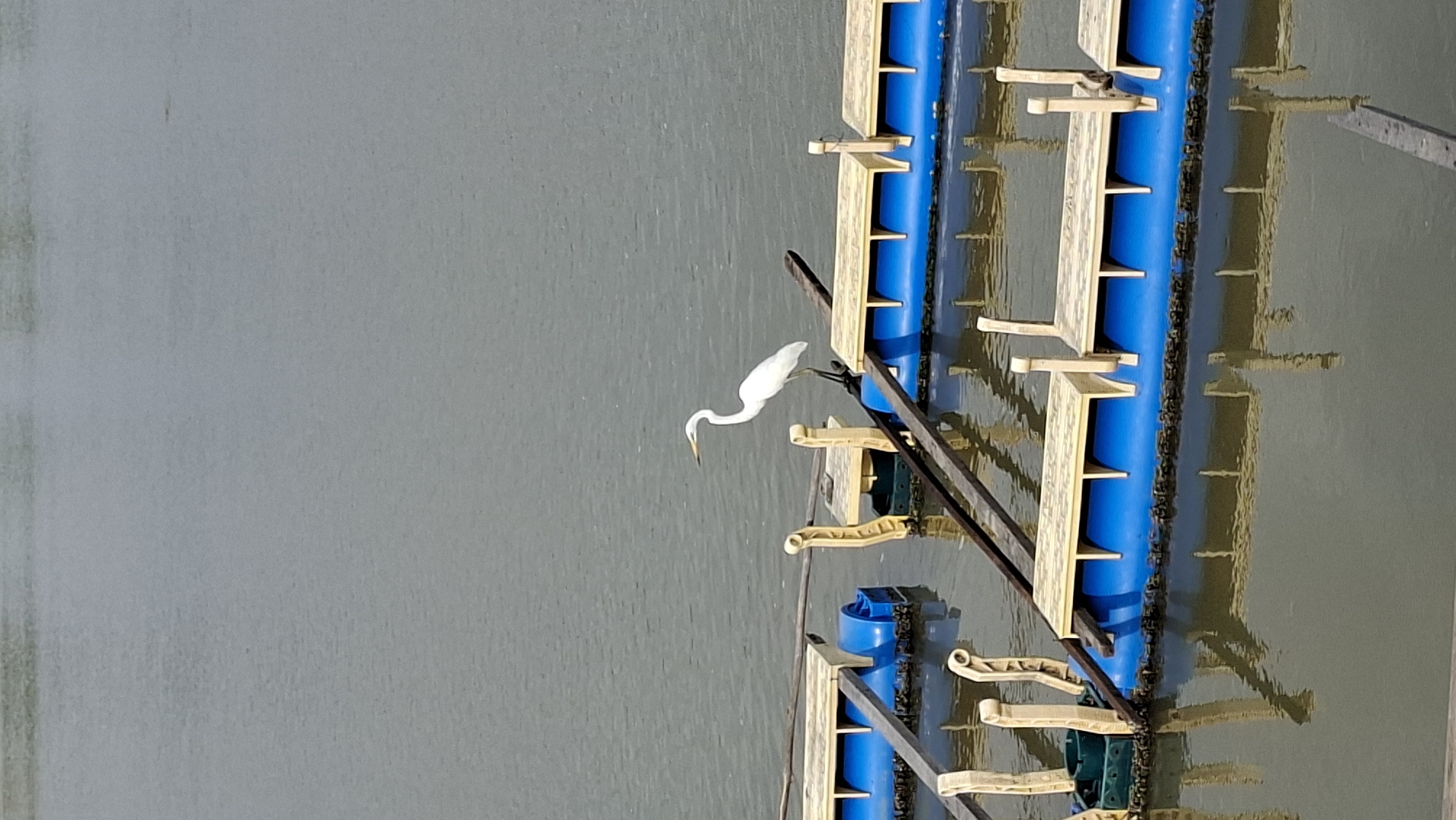 A white great egret is standing on a wooden beam that is part of a floating structure in the water. The floating structure consists of blue buoyant cylinders with wooden platforms on top, some of which have yellow seating. The water appears calm with reflections of the structures and the bird. The scene is outdoors with overcast lighting.