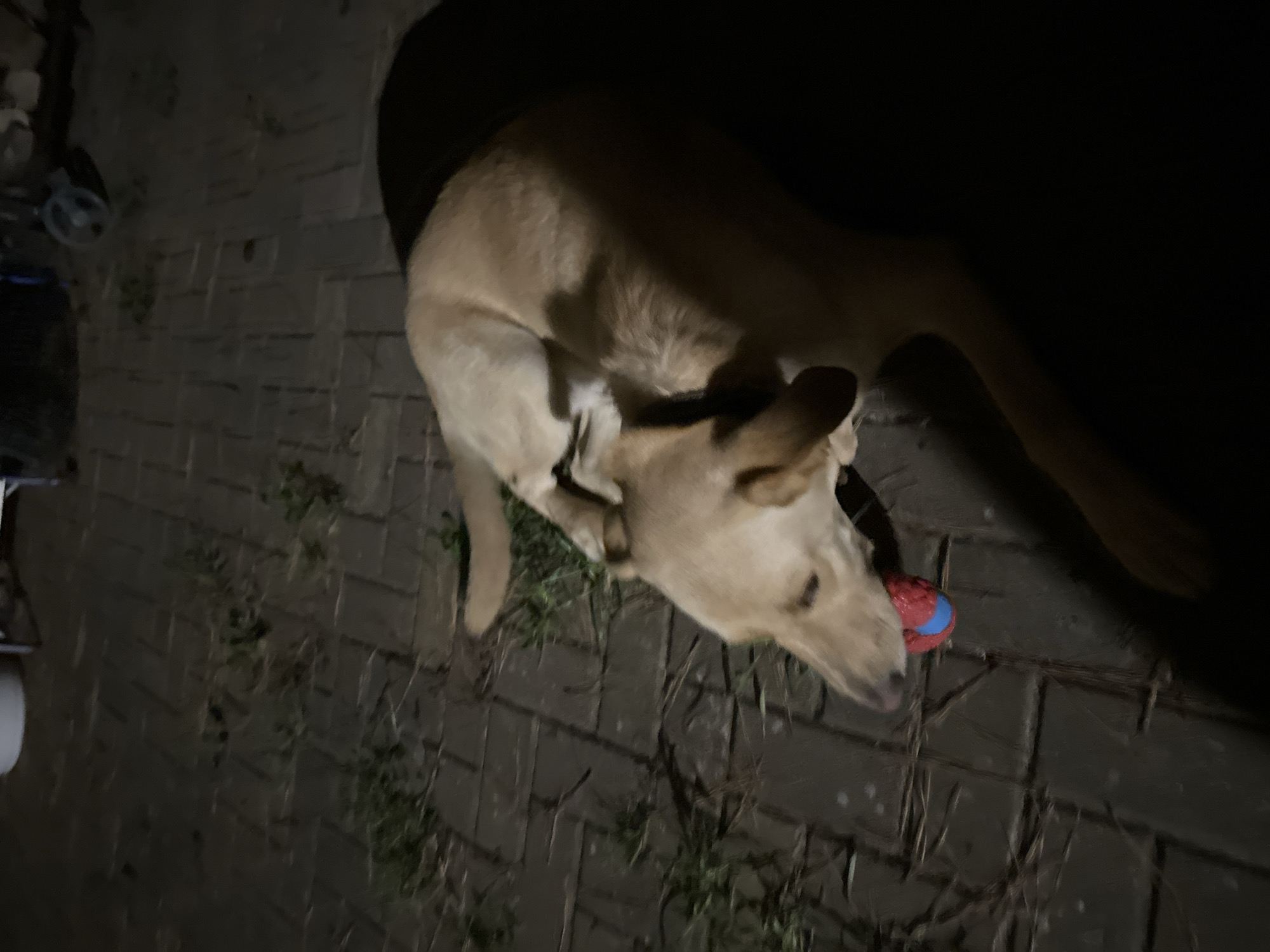 A light-colored dog lies on a paved surface with some grass growing through the cracks, holding a red and blue ball in its mouth. The dog is positioned in the lower right quadrant of the image, with its head turned to the left. The background is dark, suggesting nighttime or a dimly lit area. The paved surface appears to be made of interlocking bricks. There are no discernible city landmarks or specific environmental features that would allow for precise location identification within Sochi, Russia.