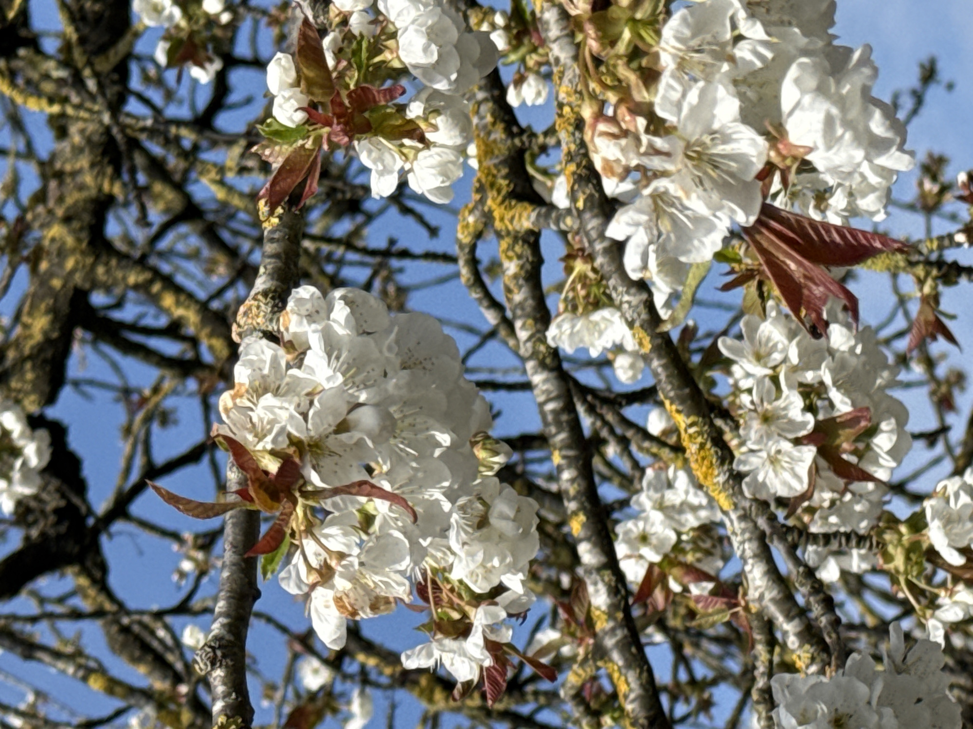 The image shows a close-up view of blooming cherry blossoms against a blue sky. The blossoms are white, clustered together, and interspersed with reddish-brown leaves. The tree branches are covered in lichen or moss, adding texture and color to the scene. The location is likely Esch-sur-Alzette, Luxembourg, given the request for a city specification. There are no people visible in the image. The focus is on the natural elements of the scene: the blossoms, branches, sky, and moss.