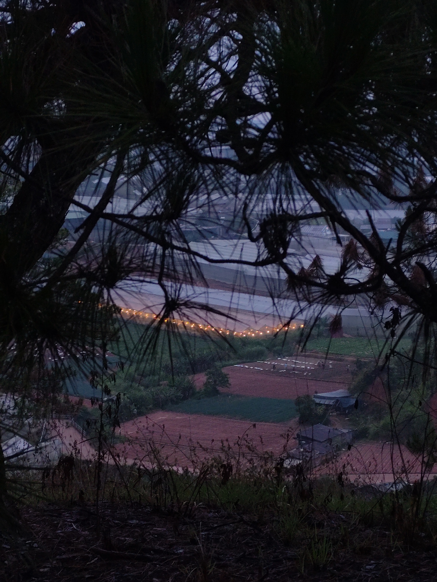The image shows an elevated view overlooking part of Lạc Dương, Vietnam, through the foreground foliage of trees and ground vegetation. The middle ground consists of agricultural fields, some covered by greenhouses or netting. A series of lights, possibly string lights, extends horizontally across the landscape. Further back, additional greenhouse structures and possibly rooftops are visible. In the bottom foreground, there is dark soil and sparse vegetation on a slope, suggesting the vantage point is a hillside or elevated terrain. The overall lighting suggests it's either twilight or dawn.