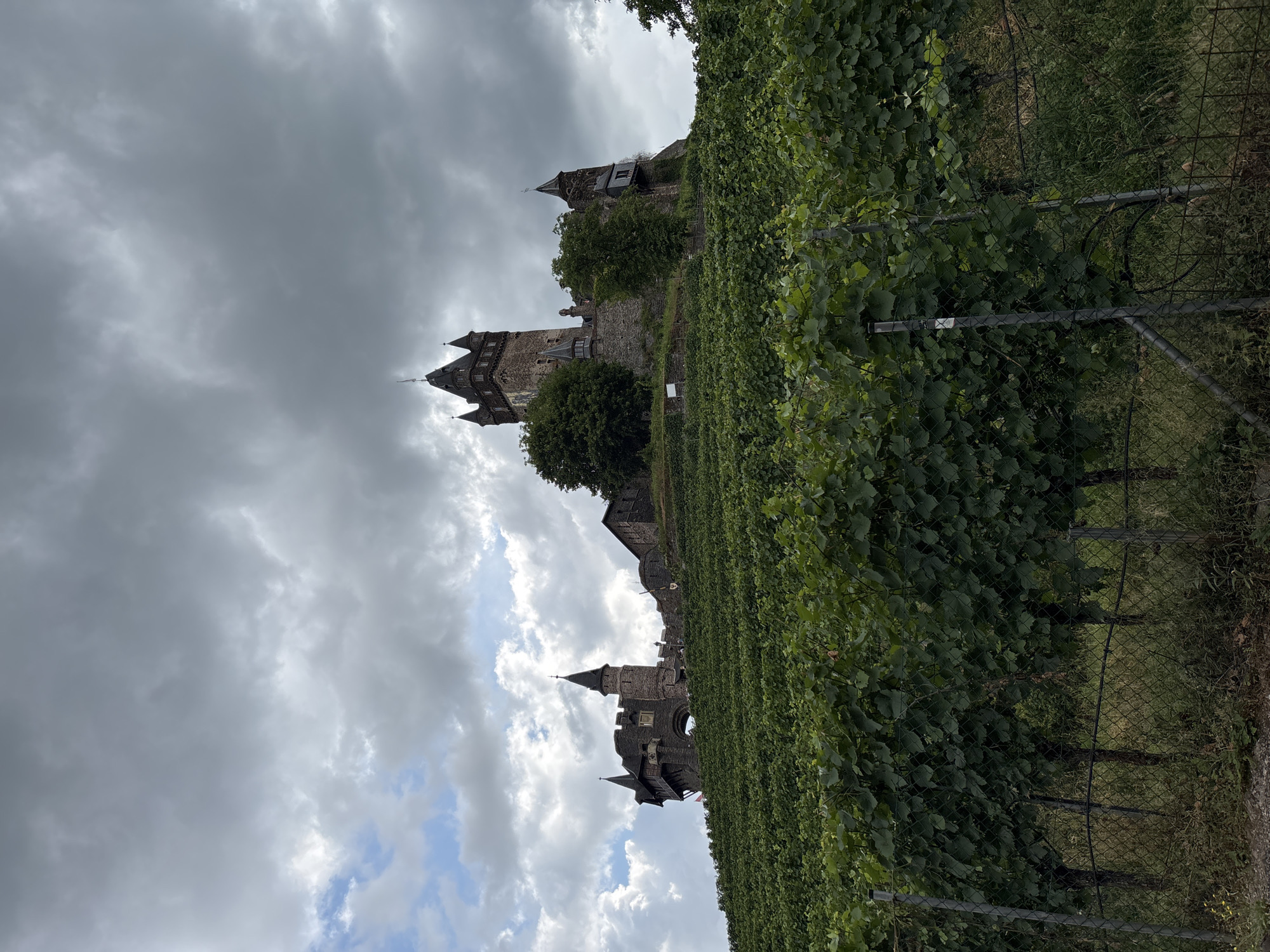 The image captures a view of Reichsburg Castle in Cochem, Germany, nestled atop a vine-covered hill. The castle, constructed of stone, features multiple turrets and towers, indicative of medieval architecture. Lush green grapevines dominate the foreground, with a wire fence in front of them. The sky above is filled with dramatic, grey clouds, suggesting an overcast or stormy day. The perspective is from a lower elevation looking up towards the castle. No people are clearly visible in the frame. The scene evokes a sense of historical grandeur set against a natural, cultivated landscape.