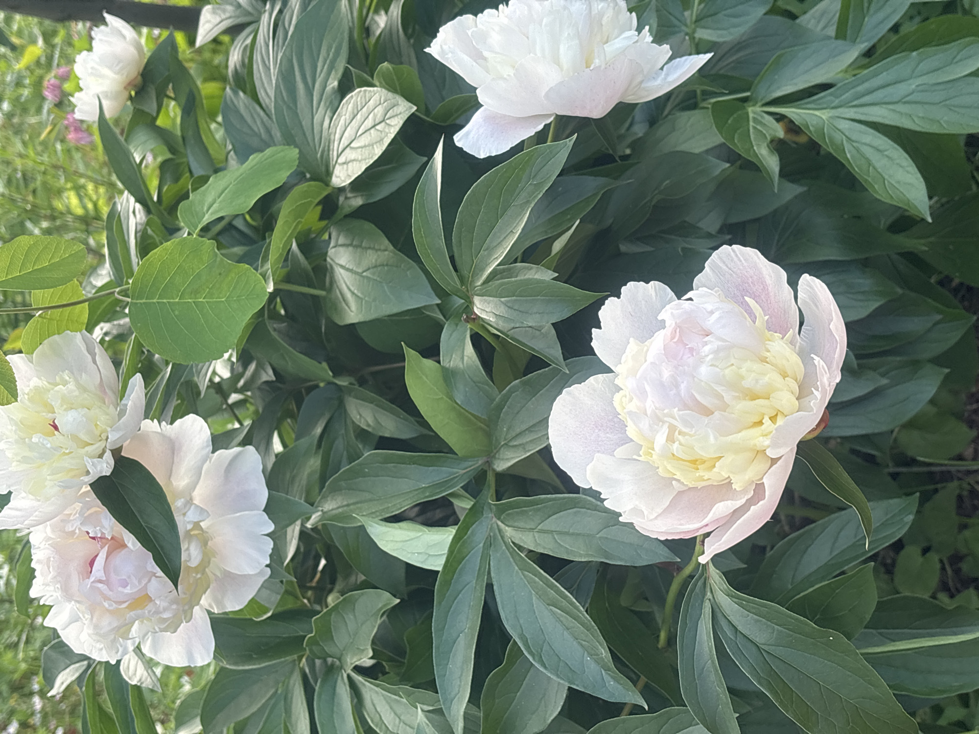 The image shows a close-up view of white peonies in bloom, surrounded by lush green foliage. The flowers exhibit a delicate appearance with layered petals, some tinged with pale pink. Sunlight illuminates the petals, creating a soft glow. The background is a mix of more peony blossoms and leaves, with hints of other vegetation and a dark vertical element, possibly a tree trunk, suggesting an outdoor setting. The scene is a garden or park in Noviy, Russia, characterized by the abundant growth of flowering plants. There are no people or discernible actions depicted in the image.