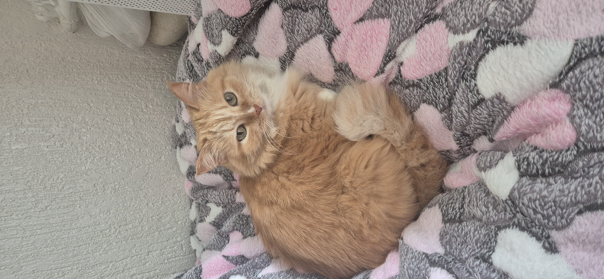 A fluffy, long-haired orange cat with prominent green eyes is resting on a soft blanket. The cat has a white patch on its chest and chin, and long whiskers. Its head is slightly tilted as it looks directly at the camera with a calm and curious expression. The blanket features a pattern of grey, pink, and white hearts, suggesting it may be a pet bed or a cozy throw. To the left of the cat, a light gray or off-white wall with a distinct textured finish is visible. In the upper left background, there are blurry, light-colored objects, including what appears to be a white perforated surface, possibly part of a shelf, blind, or window structure. The lighting indicates it is daytime, but there are no specific cues for the exact time or weather. No text is visible in the image. The scene suggests a peaceful and comfortable environment.
