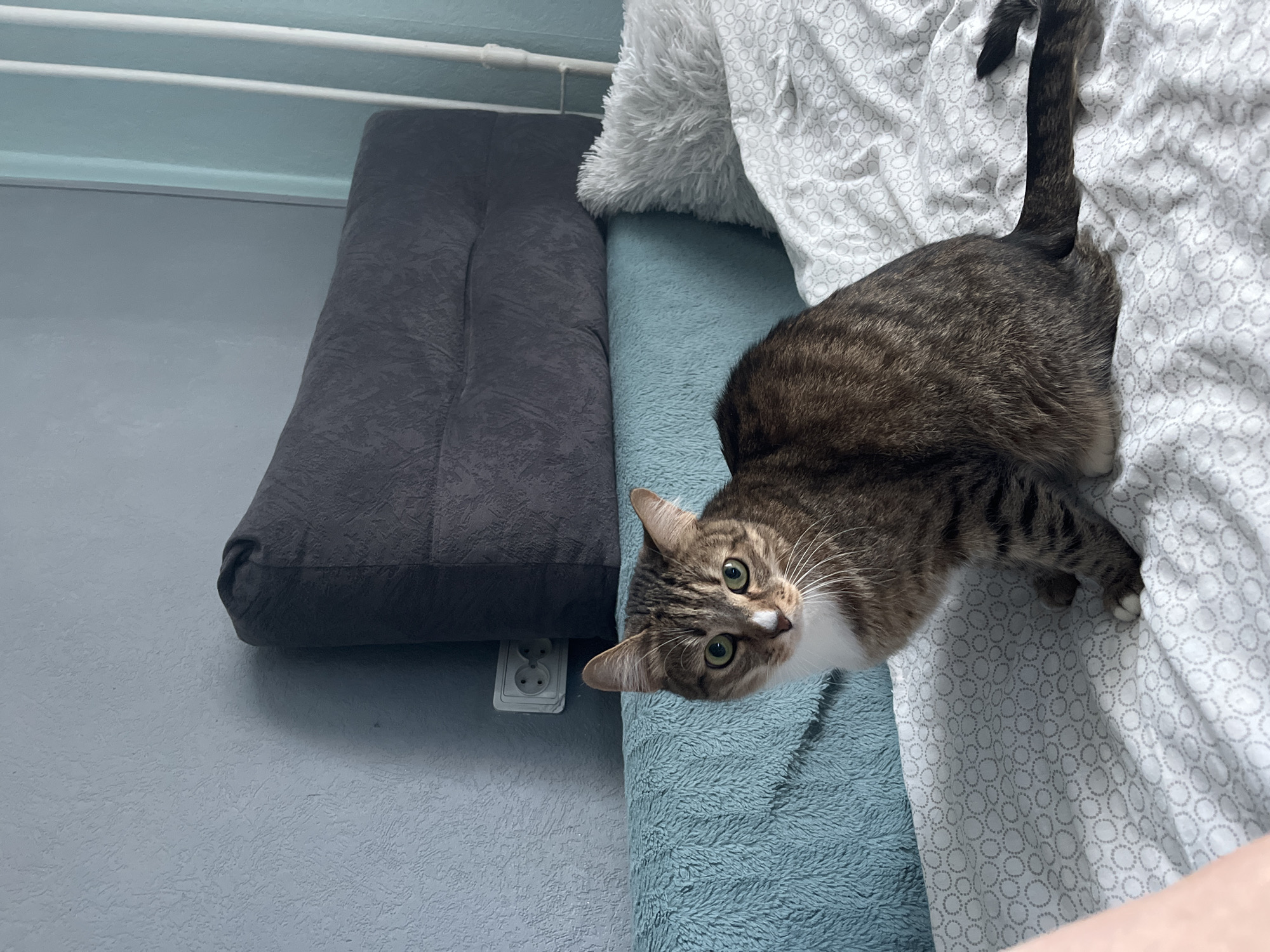 A medium-shot depicts a tabby cat on a bed in a room, likely indoors. The cat is brown and black with white markings on its chest and paws, and its green eyes are visible. It is partially lying on a white bedsheet with a subtle circular pattern and a blue fuzzy blanket. To the left of the bed is a dark gray cushion or pillow resting against a light blue wall. A white electrical outlet is visible on the wall near the cushion. Based on the presence of a standard European electrical outlet and a Russian name on the account, the location is likely in Russia, possibly Izhevsk, based on user data. There is a white pillow on the upper right. A white bar, likely part of a bed frame or other fixture, runs horizontally at the top of the frame. The overall lighting suggests natural light coming from an unseen source. No people are visible, but part of a human arm can be seen near the right corner.