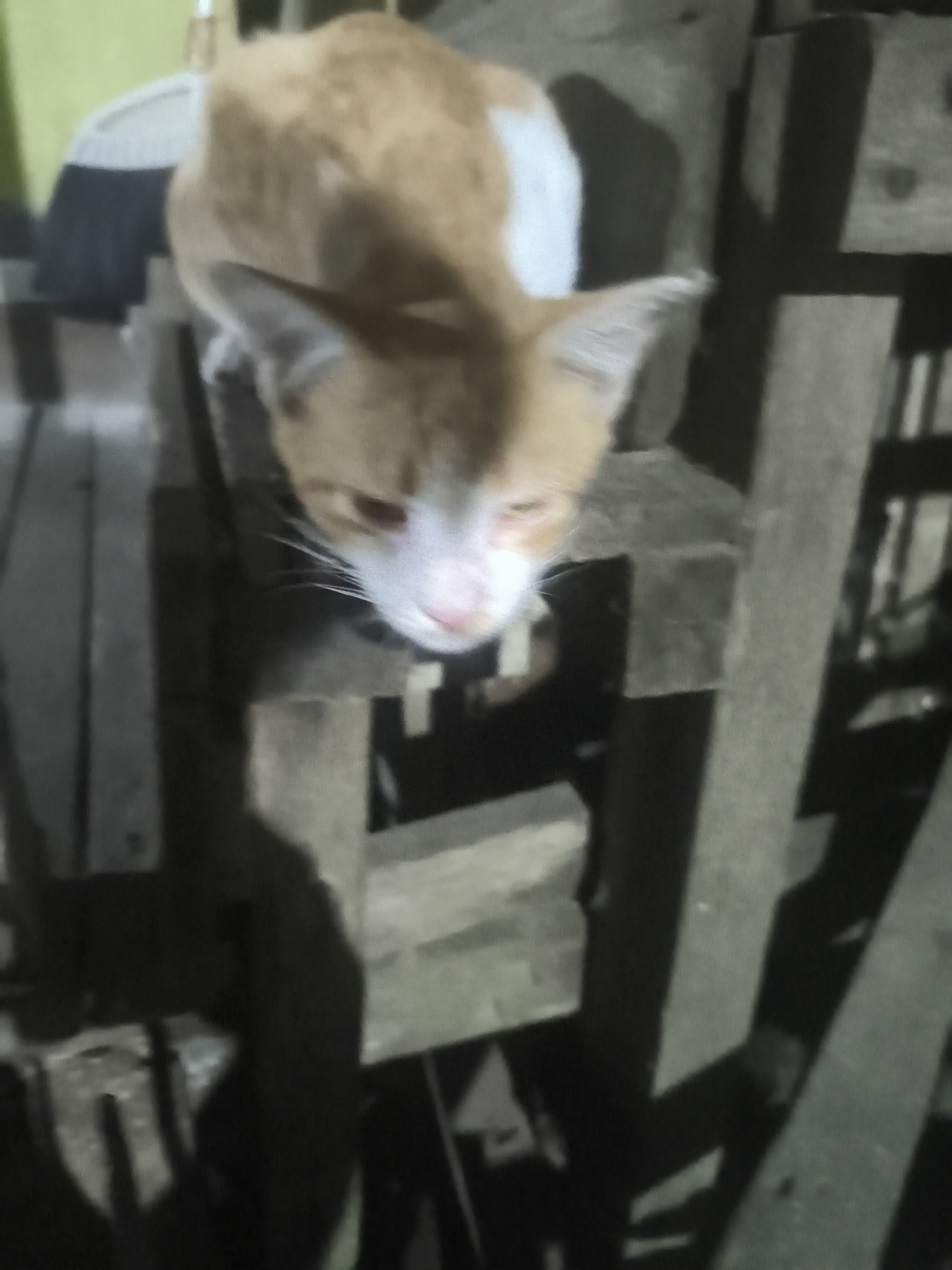 An orange and white cat is perched on a wooden structure in what appears to be an outdoor or semi-outdoor setting. The cat is looking down, with its head tilted slightly. The wooden structure is made of rough-hewn planks, some of which are stacked or arranged in a somewhat haphazard manner, suggesting it might be a makeshift platform or part of a construction. The background is dark and somewhat blurry, but hints of green and possibly a broom are visible, suggesting a utilitarian or storage area. The overall lighting is dim, contributing to a slightly grainy and unfocused image quality. The location is identified as Samarinda, Indonesia, though no specific landmarks or context within the city are discernible from the image itself.