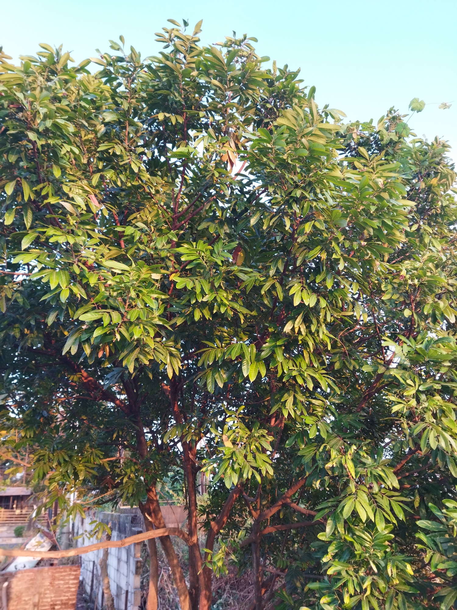 The image captures a dense canopy of a large tree with vibrant green leaves, its branches extending towards a clear, pale blue sky. The sunlight filters through the foliage, creating areas of light and shadow, and highlighting the reddish-brown bark of the branches. In the background, a glimpse of an urban environment is visible, featuring a concrete wall, some dilapidated structures possibly made of concrete blocks and corrugated metal, and a wooden fence. The overall scene suggests an outdoor setting, likely a residential area within the city of Semarang, Indonesia, given the architectural style and vegetation. There are no people or animals present in the image.
