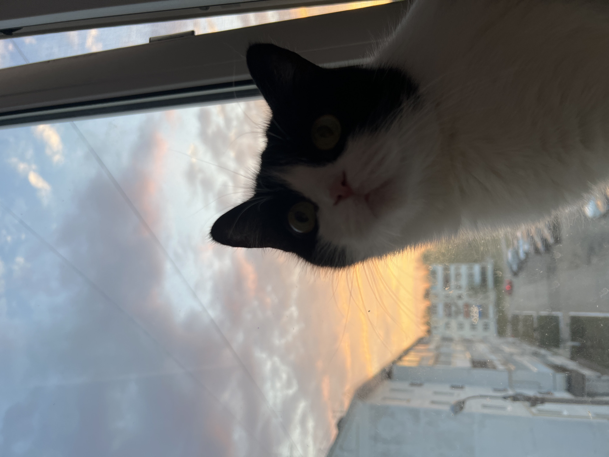 A black and white cat is peering down into a room from an elevated position, likely a windowsill. The cat has yellow-green eyes, a pink nose, and a mix of black and white fur. Behind the cat, a window provides a view of a cityscape. The sky is visible through the window, displaying hues of orange, pink, and gray, suggesting it might be sunrise or sunset. Buildings are visible in the distance, appearing as blurred shapes. Based on the buildings style visible in the reflection the location could be Noviy, Russia.