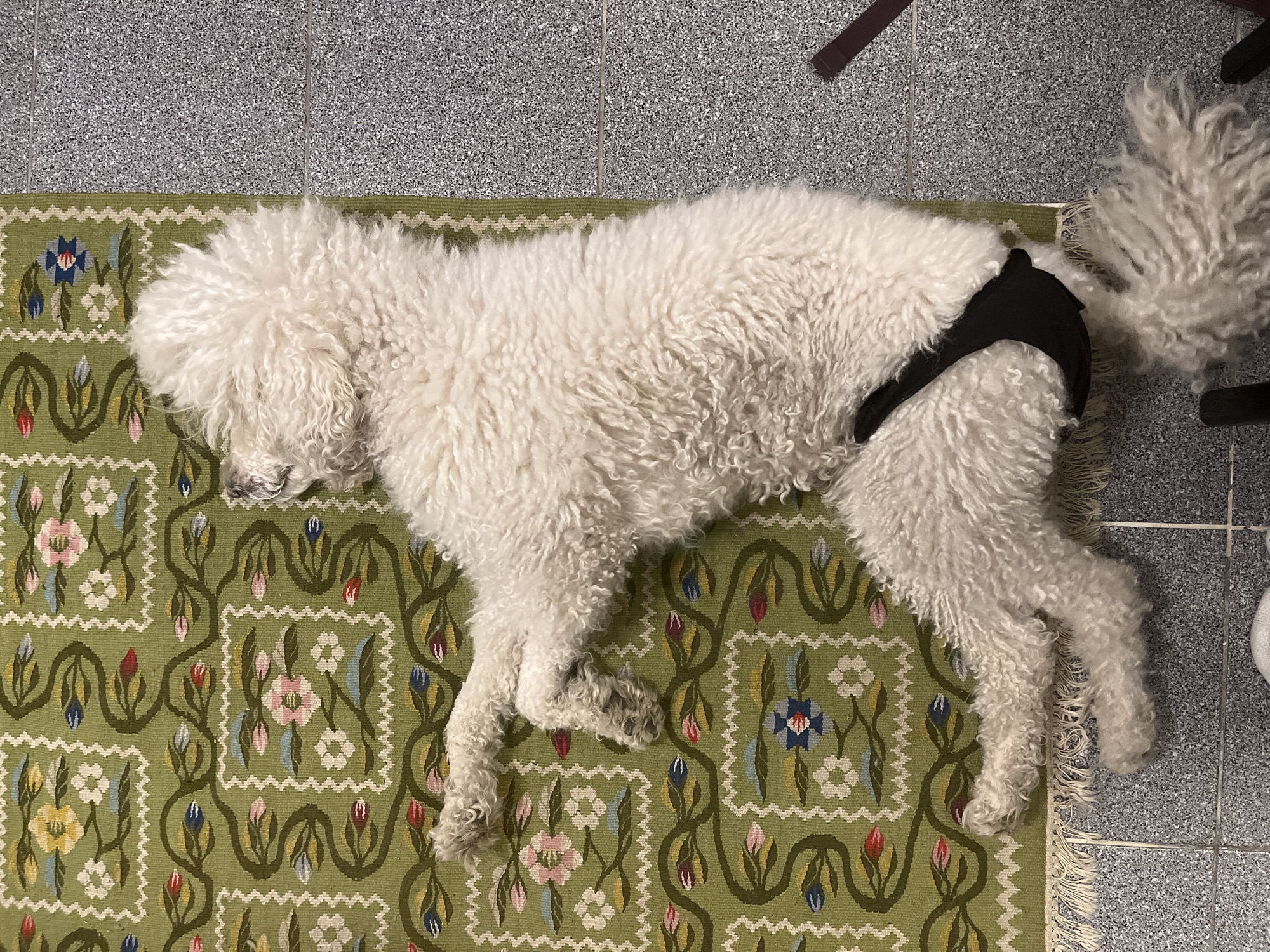 An overhead shot captures a white, curly-haired dog peacefully sleeping or resting on a vibrant green patterned rug. The dog, possibly a Poodle or Bichon Frise, has thick, shaggy white fur covering its entire body and tail. A black garment, resembling a sanitary wrap or diaper, is visible around its hindquarters. The dog's head is turned to the left, partially obscured by its fur, and its body is stretched out across the rug.
The rug features a detailed design of green vines with colorful floral and bud motifs. The pattern includes repeating squares, each containing various blossoms in shades of pink, blue, yellow, and white, interconnected by swirling green tendrils with red, blue, green, and pink buds. A white wavy border outlines the squares and the edges of the rug.
The rug is laid on a grey, speckled tiled floor with clearly visible grout lines. Part of the rug's fringe is visible on the right side, extending onto the tiled floor. The scene appears to be an indoor setting, likely a home, with soft, ambient lighting. No people or visible text are present. The overall atmosphere suggests a quiet and relaxed moment.
