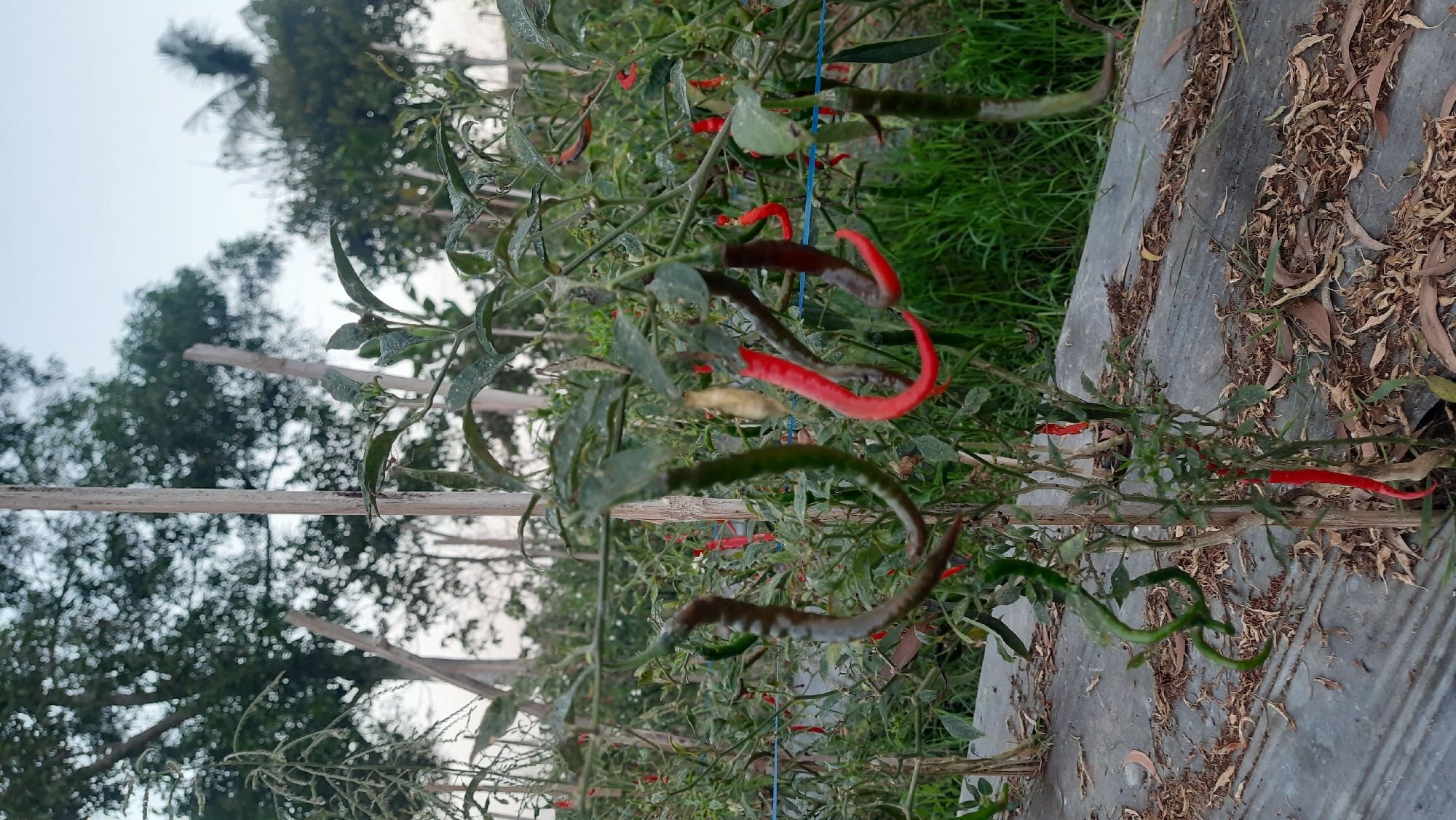 A close-up, ground-level, vertical shot captures a chili plant in a field, with dry leaves and plastic sheeting covering the ground. The plant displays several chili peppers, some green and unripe, others red and mature, with a few showing a gradient of color from green to dark red. The background consists of more chili plants and trees, bathed in soft, natural light. The scene is located in a rural area of Minggir, Indonesia.