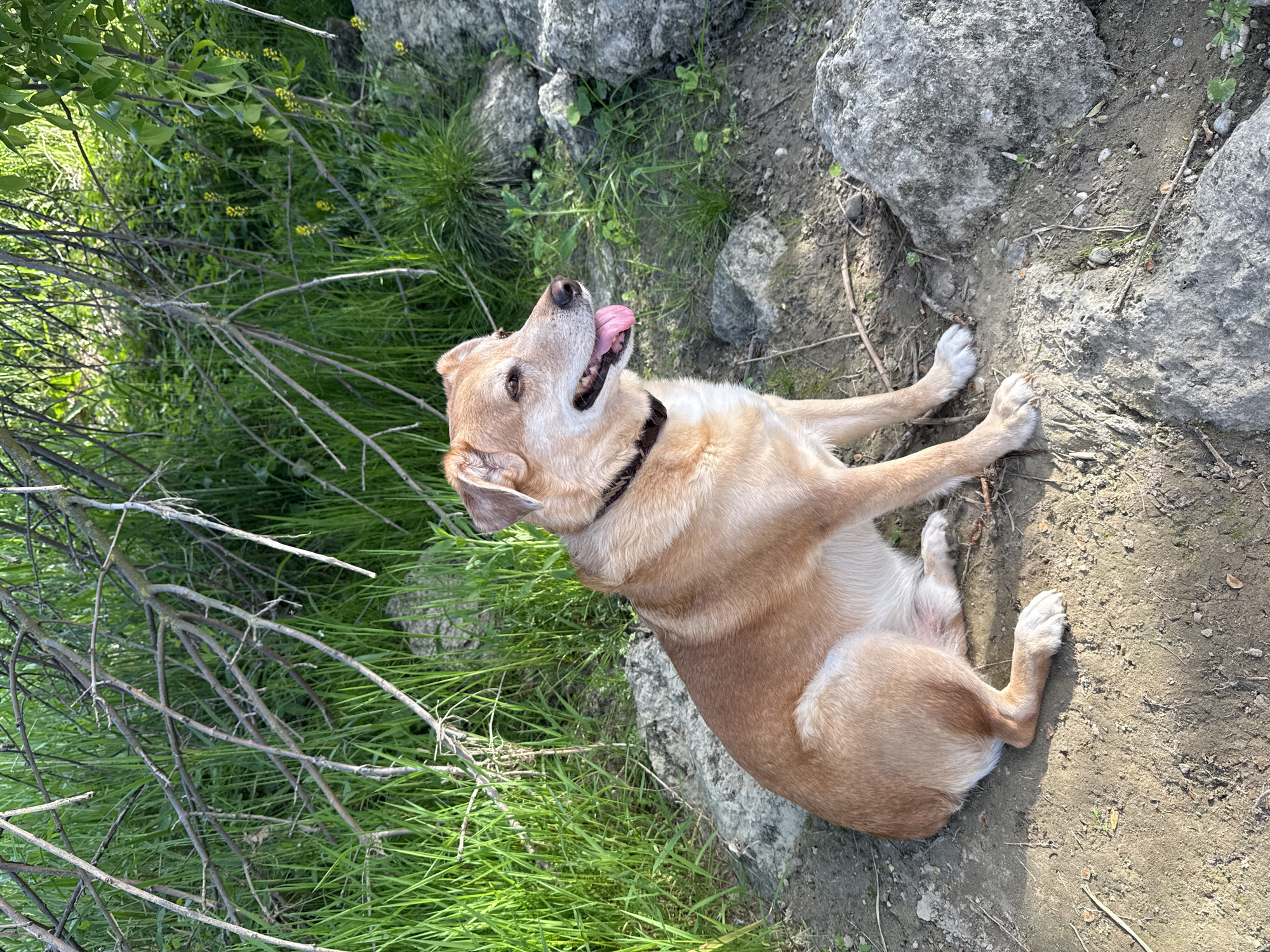 A light brown dog is lying on its side in a grassy, rocky area. The dog has a black collar, its tongue is sticking out, and it appears to be panting or relaxed. The environment includes green grass, bare branches, and grey rocks. The location is City of Zagreb, Croatia.