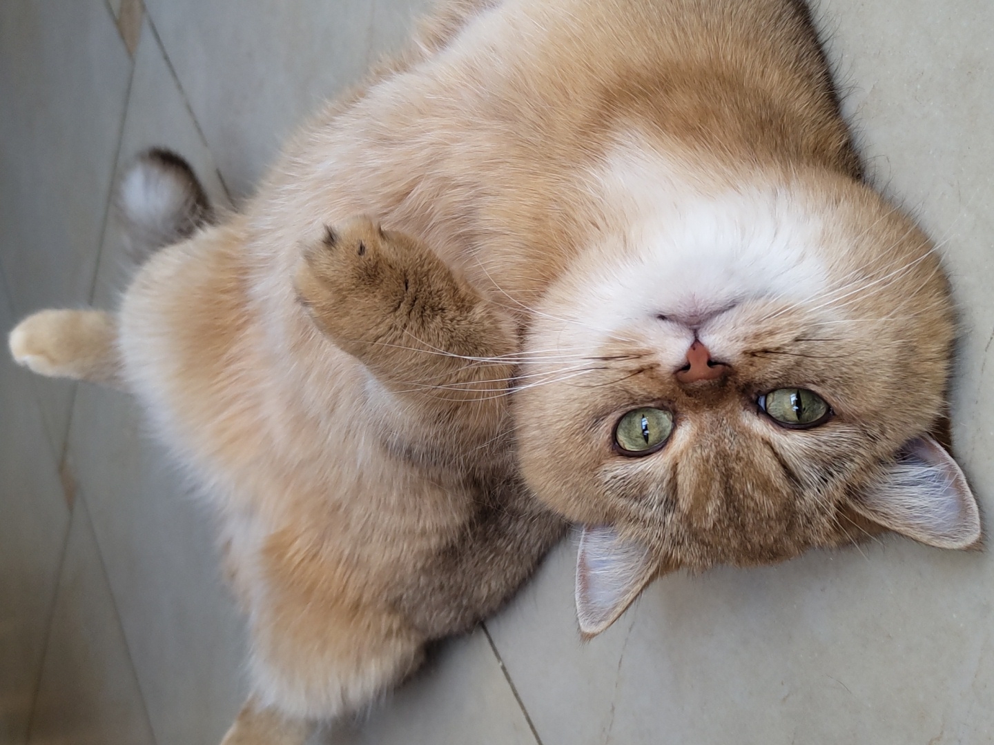 A golden-furred cat with bright green eyes is lying on its back on a tiled floor. The cat's paws are raised in the air, and its belly is exposed. The cat appears to be relaxed and comfortable. The tiled floor suggests an indoor setting, possibly a home or a public building in Krasnodar, Russia. There are no people or other animals visible in the image.