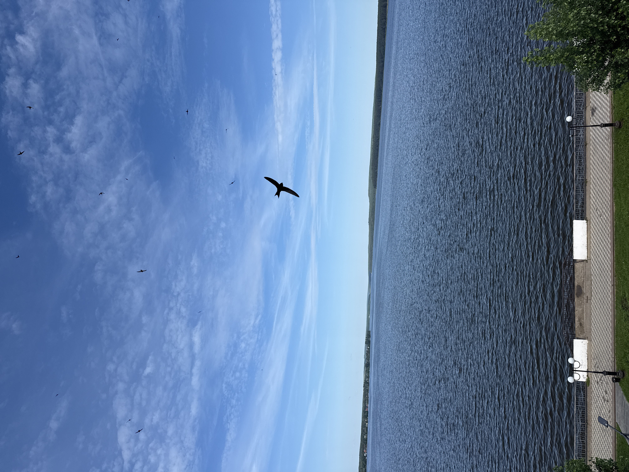 The image presents a daytime, high-angle view overlooking a large body of water, likely the Votkinsk Reservoir in Votkinsk, Russia. The upper half of the frame consists of a clear blue sky interspersed with scattered white, wispy clouds. Numerous small, dark avian silhouettes, consistent with swallows or swifts, are captured in various flight paths across the sky. A larger, dark bird with outstretched wings is prominently positioned in the upper mid-right, flying towards the viewer's left.
The middle ground is dominated by a vast expanse of dark blue water, displaying a textured surface of small ripples. A distant, low-lying shoreline, densely covered with green trees, stretches horizontally across the horizon. On the left side of this far shore, several small, light-colored structures, possibly buildings, are visible nestled within the foliage.
The foreground depicts a man-made embankment or promenade. A patterned paved walkway, featuring a checkerboard or diamond motif of light and dark grey paving stones, extends across the bottom of the image. A dark-colored metal railing or fence separates the paved area from the water. Two black lampposts with white spherical globes are installed on the paved surface: one with a double-globe fixture positioned left of center, and another with a single-globe fixture towards the right. Two rectangular, low-rise white structures are situated behind the railing. Green grass and the top of a leafy, deciduous bush or small tree are visible in the bottom-left and bottom-right corners, respectively.