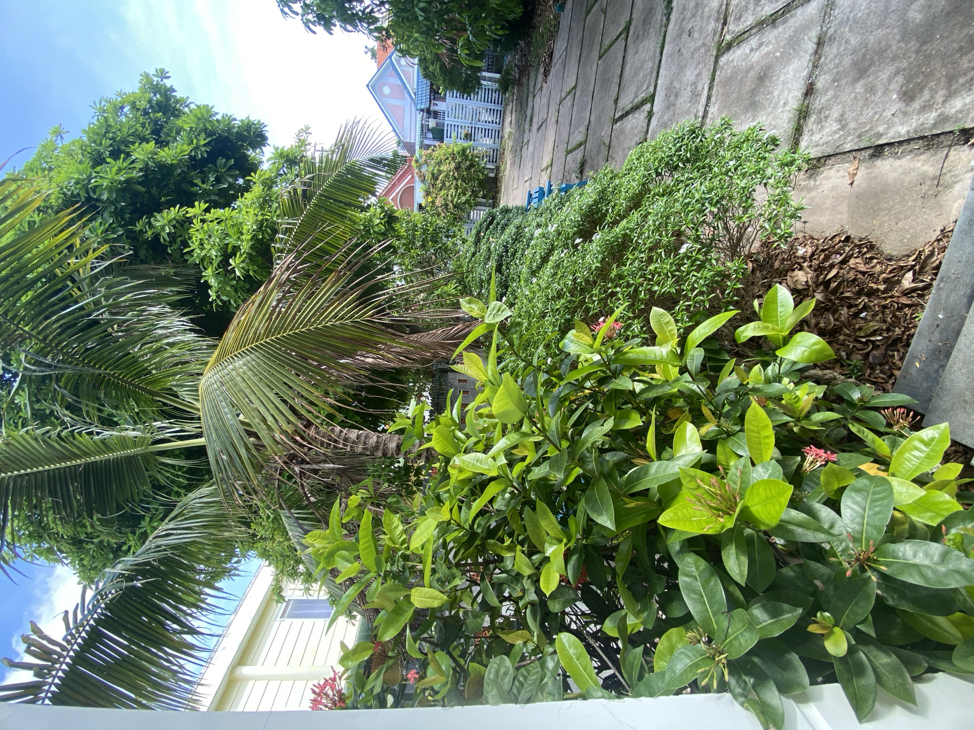 The image depicts an outdoor scene in a residential area. In the foreground, lush green foliage, including a palm tree and flowering bushes with pink blossoms, dominates the left side of the frame. To the right, a concrete pathway with large square pavers leads into the distance, flanked by more vegetation and a low-lying green bush. Beyond the pathway, a white picket fence encloses a yard where two houses are visible. The houses have distinctive architectural styles, one with a yellow exterior and a simple window, and the other with a pink and blue facade featuring pitched roofs. The sky above is a clear blue with scattered white clouds. The environment suggests a warm, tropical climate, typical of coastal towns. This scene is consistent with the residential areas found in Mũi Né, Vietnam, a popular tourist destination known for its beaches and resorts.