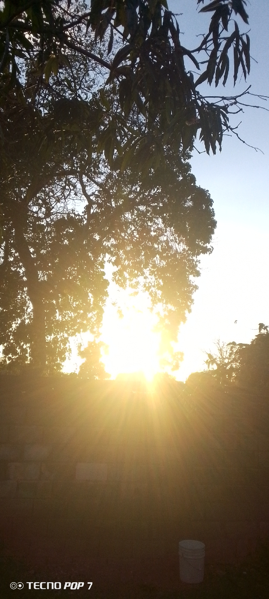 A vibrant outdoor scene, likely depicting a sunrise or sunset in Altagracia, Venezuela. The image is dominated by intense golden light from the sun, which is positioned in the lower-central part of the frame. Strong sun rays emanate outwards, creating a dramatic flare and a warm, hazy glow across the lower half of the photograph.
Silhouetted against this bright light and the clear, light blue sky above are the dense branches and foliage of a large tree, occupying much of the upper and central sections of the frame. The leaves and branches appear dark due to the backlighting, with some elongated leaves visible in the upper right portion. The foreground is heavily illuminated and appears somewhat obscured by the golden light, giving it a soft, ethereal quality.
A white plastic bucket is clearly visible in the bottom right corner, resting on what appears to be ground cover. In the mid-left, faint, rectangular shapes suggest a partial wall or structure. The overall impression is one of natural beauty and tranquility, with the sun as the focal point. No people are present. The photo bears the watermark "TECNO POP 7" in the bottom left corner, indicating the device used to capture the image.