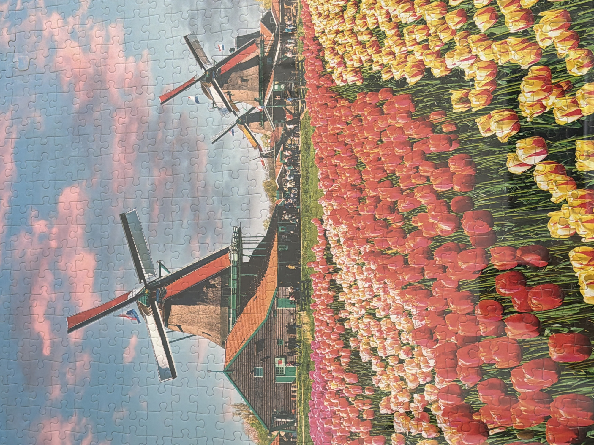 The image is of a jigsaw puzzle depicting a landscape scene in the Netherlands, showcasing windmills and tulip fields. In the background, there's a sky with pink-tinged clouds. Several traditional windmills are present, with their characteristic sails and brick or wooden structures. The foreground features rows of tulips in various colors, primarily red and yellow. The perspective suggests a large-scale tulip farm or garden. Some buildings, possibly houses or structures associated with the windmills, are also visible. There is no location in the city of Helmond, Netherlands.
