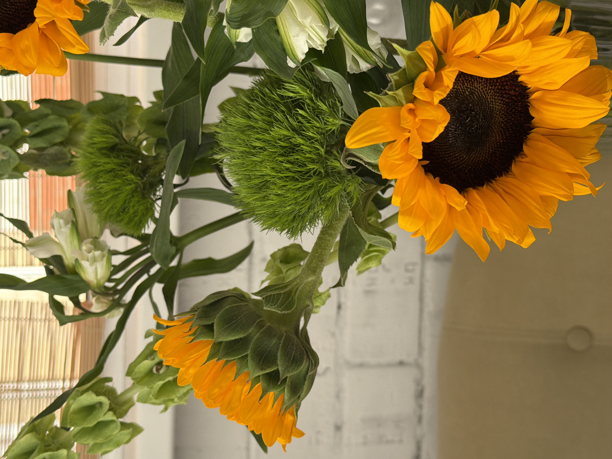 A close-up, rotated view captures a bouquet featuring sunflowers and green trick dianthus, along with other green foliage and white flowers. One sunflower is in full bloom with bright yellow petals and a dark brown center, while another is partially opened with green leaves covering the unfurled petals. The bouquet appears indoors, with a blurry brick wall and beige chair visible in the background, along with a wooden blind covering a window. The location and city are undetermined.
