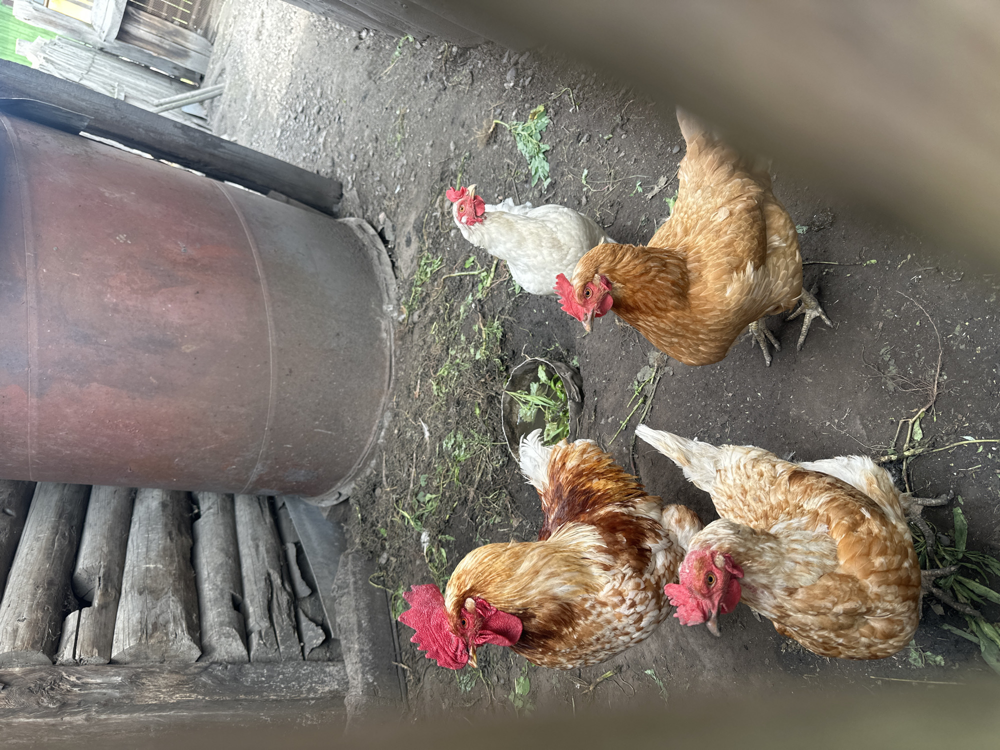 A group of four chickens, two roosters and two hens, stand on the ground in an outdoor enclosure. The roosters are predominantly brown and white, with striking red combs and wattles. One rooster in the foreground has a mottled brown and white body and a flowing golden mane. The other rooster, slightly further back, has similar coloring. The hens are a mix of white and light brown, also with red combs and wattles. They are standing in a dirt and debris-filled area, with some scattered green vegetation. Behind the chickens, a large, rusty, reddish-brown metal barrel stands upright, next to a rough wooden structure constructed from logs. The background shows more wooden fencing and a glimpse of greenery. The scene appears to be in a rural or semi-rural setting, possibly a farmyard or backyard, in Novoyeniseyka, Russia. The lighting suggests it is daytime, with diffused light.
