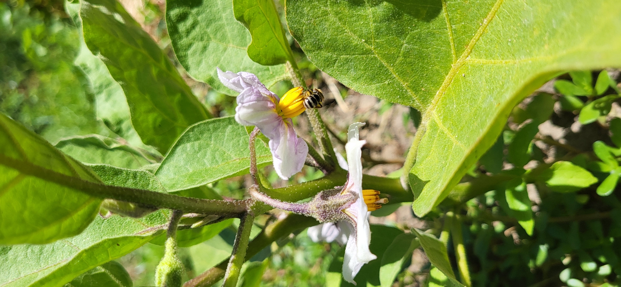 This is a close-up, eye-level, vertical shot of an eggplant flower in bloom, with a bee actively pollinating it. The flower is predominantly white with delicate purple streaks, featuring bright yellow stamens. A bee, characterized by its black and yellow striped body, is positioned on the stamens of one flower, gathering pollen. The plant's large, green, textured leaves are visible in the foreground and background, with hints of a natural, outdoor environment beyond. The scene is well-lit, suggesting daylight conditions. There is no indication of a specific location in Taldykorgan, Kazakhstan, beyond what can be inferred from general plant life.