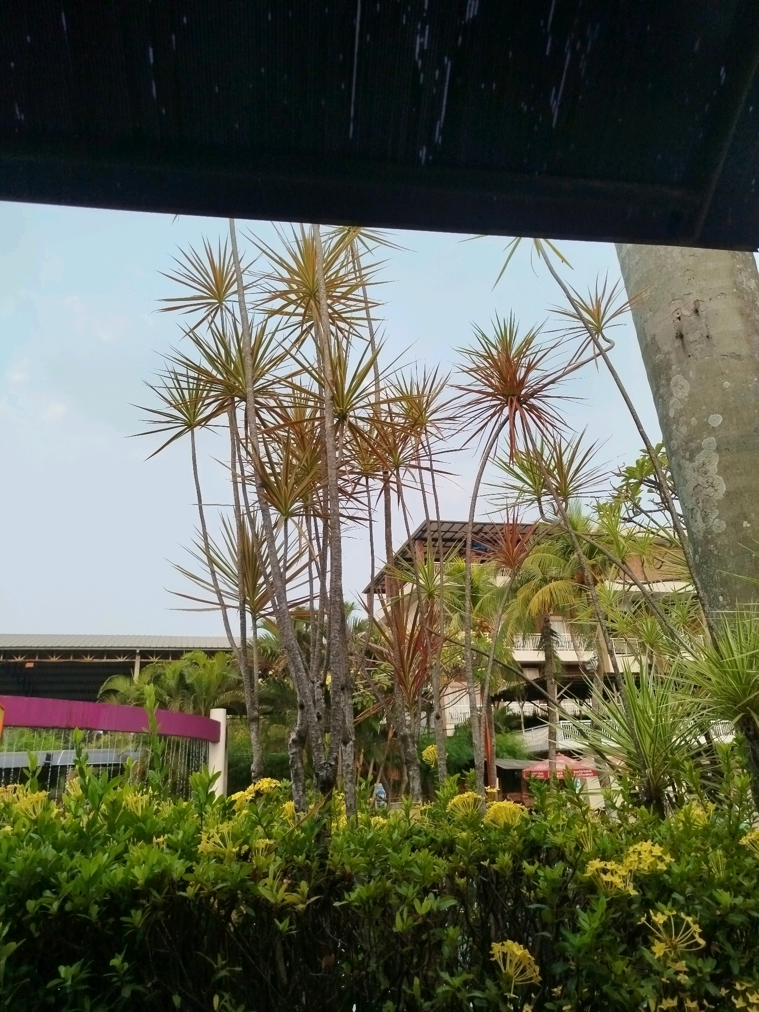 The image depicts an outdoor scene, likely in a tropical or subtropical location, with lush green foliage in the foreground and a multi-story building in the background. The building appears to be a hotel or resort, with balconies and awnings visible. Several tall, spiky plants, possibly Dracaena species, are prominent in the mid-ground, their leaves varying in color from green to reddish-brown. A large, textured concrete pillar is on the right side of the frame, and overhead, a dark, textured structure, possibly an awning or roof, partially obscures the sky. The sky itself is a pale blue with some faint clouds. In the lower left, a bright pink railing with cascading water suggests a fountain or water feature. Yellow flowers are scattered throughout the green bushes. The overall impression is one of a well-maintained outdoor recreational area. No people or specific actions are visible. The location specified, Bugangin, Indonesia, suggests a warm climate consistent with the vegetation and architecture.