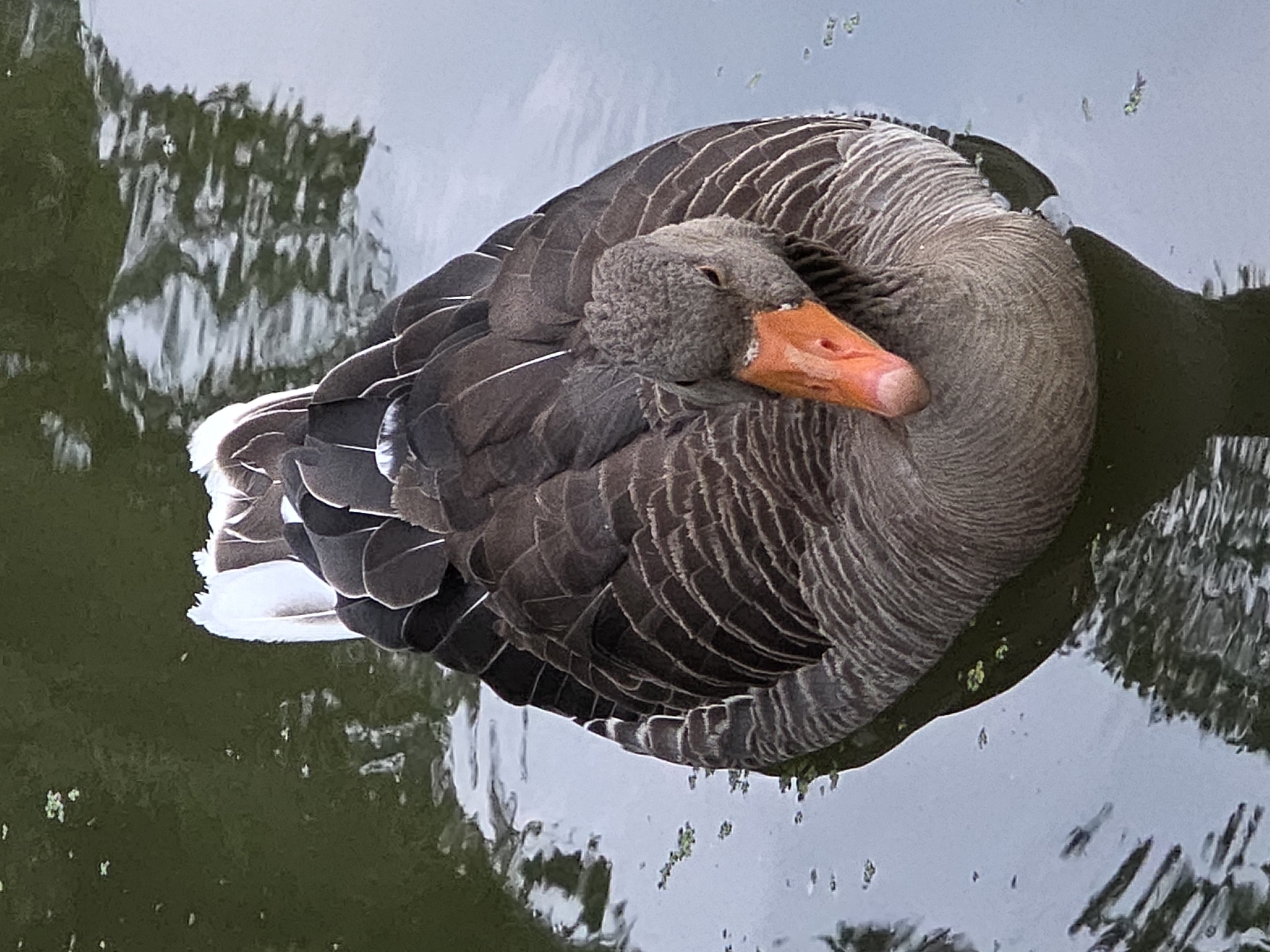 An adult Greylag goose (Anser anser) is swimming in calm water, facing the camera. The goose has grey-brown plumage with lighter edges on its feathers, white tail feathers, and an orange beak and legs. Its head is tilted slightly to its right. The water is dark green with reflections of trees and sky, and there are small green floating plants on the surface. The image was taken in the Stadtpark in Fürth, Germany.