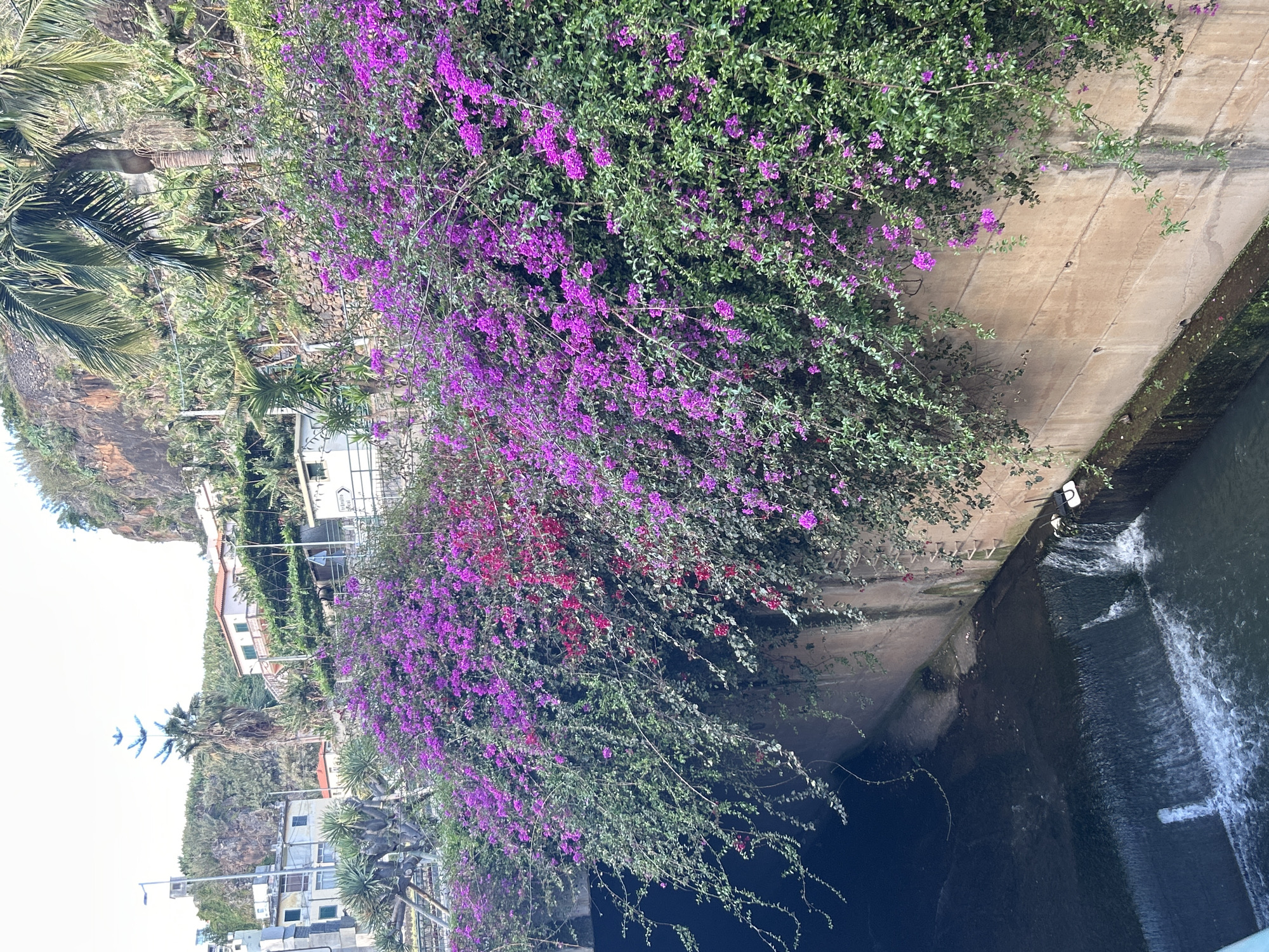 The image depicts a bridge over a water channel in Câmara de Lobos, Portugal. The bridge is made of concrete and covered in flowering plants with purple and red blooms. Below the bridge is the water channel, where water flows downward, creating a small waterfall. The water is dark and turbulent. The surrounding area includes trees and buildings, with a cliff visible in the distance. Palm trees are also present.
