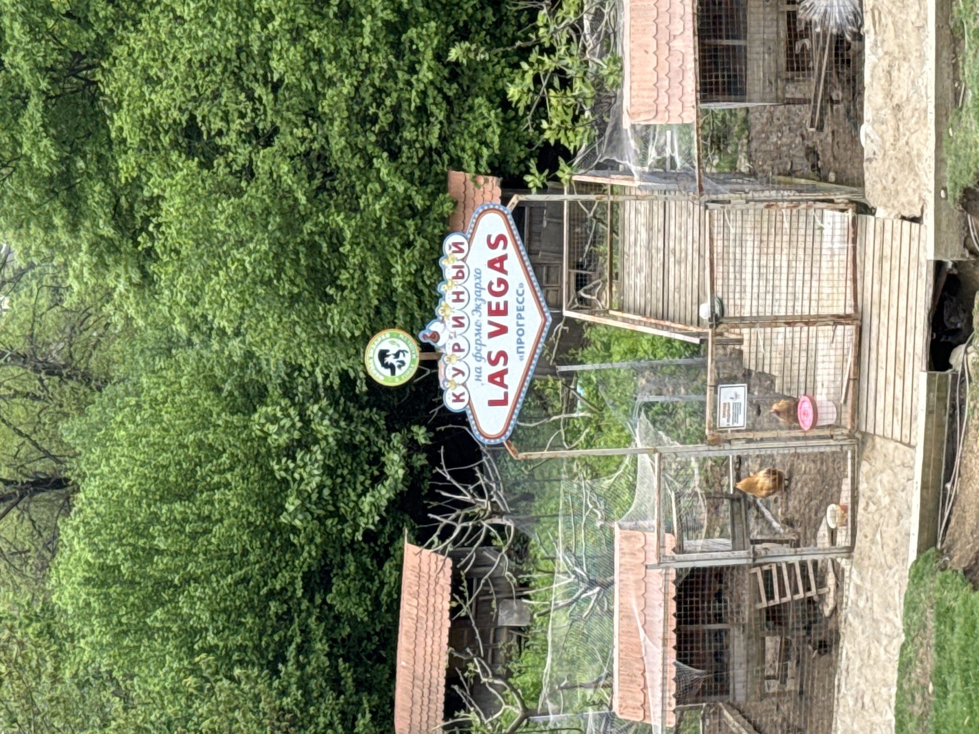 The image shows a roadside attraction in Progress, Russia, themed as "Chicken Las Vegas". In the foreground, there is a collection of chicken coops, each housing several chickens. The structures are simple, made of wood and wire mesh, with small ladders and platforms inside. A sign resembling the "Welcome to Las Vegas" sign is prominently displayed, but modified to say "Chicken Las Vegas" in both English and Russian ("Куриный...на ферме Жзархо...Las Vegas"). The sign also includes the word "Progress" in Russian ("Прогресс"). Lush green foliage fills the background, adding a rural element to the scene. Overall, the image captures a quirky, localized attraction with a playful take on the famous Las Vegas theme.