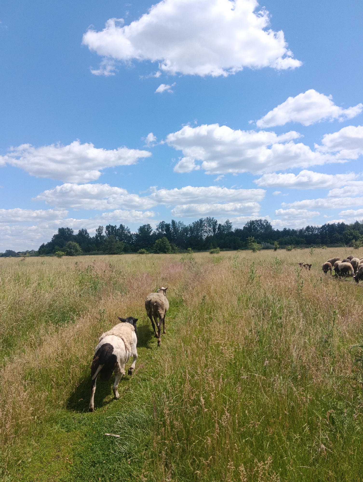 In a field of tall, dry grass under a blue sky dotted with white clouds, several sheep are grazing and walking. Two sheep are in the foreground, one with black markings on its back and hindquarters, and another with a tan and white coat. Both are running away from the camera. In the middle ground, another sheep is visible. In the background, a herd of sheep is clustered together. Beyond the field, a line of dark green trees forms a dense border. The scene appears to be a pastoral landscape.