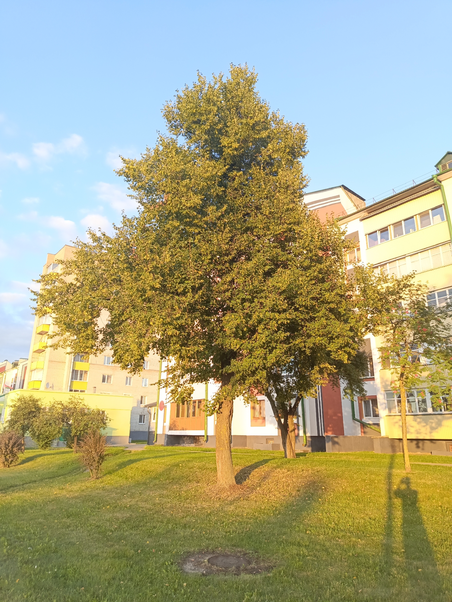 A low-angle, full-shot image captures a tree-lined residential area with apartment buildings under a clear, pale blue sky. The scene appears to be in Ivatsevichy, Belarus, during the late afternoon or early evening, as indicated by the warm, golden sunlight casting long shadows.
In the foreground, a large deciduous tree with dense green foliage dominates the center of the frame. Its trunk is thick and textured, with visible bark. The grass in the foreground is a vibrant green, with scattered yellow leaves and some fallen foliage. A circular metal grate is visible in the grass to the left of the tree.
Behind the foreground tree, several other trees and bushes are present. To the right, a thinner tree with fewer leaves and some red berries stands, and its shadow is cast across the lawn.
The background features multi-story apartment buildings with a mix of architectural styles and colors. The building on the left is primarily yellow with some white and red accents, featuring balconies and numerous windows. The building on the right is a pale yellow with white trim and green accents around the windows, also displaying multiple stories and windows. The sunlight highlights the colorful facades of these buildings.
The overall environment suggests a well-maintained urban or suburban residential setting. The presence of a tree in a grassy area in front of apartment buildings is typical of such locations. The light suggests a peaceful, late-day atmosphere. No people are directly visible, though the shadow of a person holding a camera is present on the lawn in the lower right portion of the image, indicating the photographer.