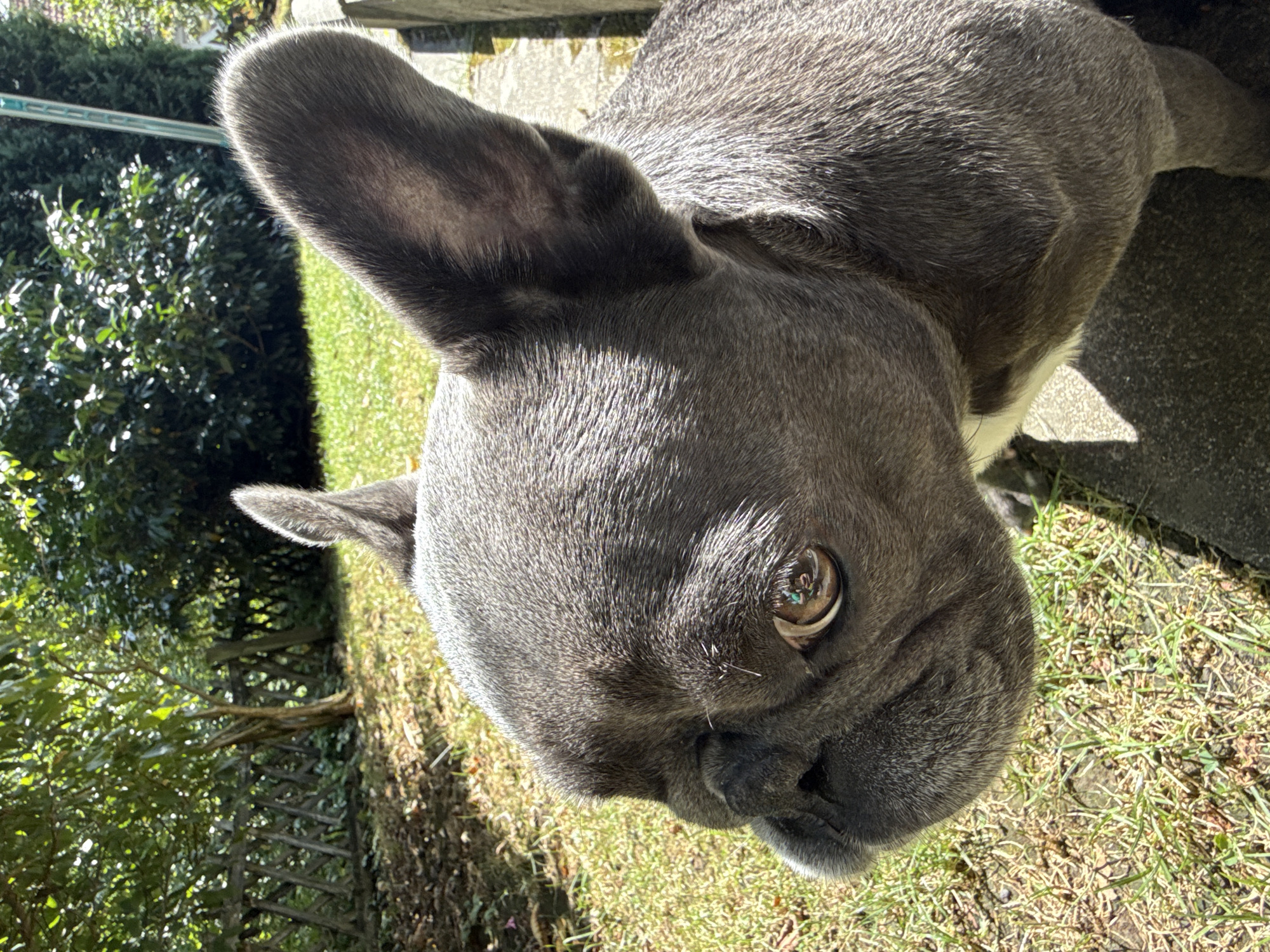 The image shows a close-up, profile view of a grey French Bulldog standing in a grassy, sunlit area. The dog's head is dominant in the frame, with its large ears visible. The background consists of green foliage, a wooden fence, and a concrete edge. The lighting suggests it is daytime. The specific location in Bad Sachsa, Germany is not identifiable from the image itself.