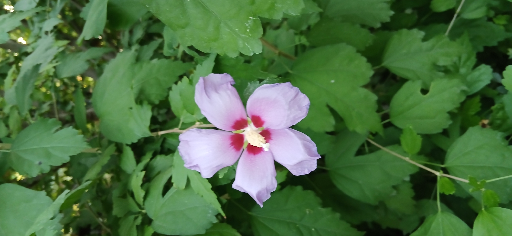 A single, light purple hibiscus flower with a deep red center and a yellow stamen is in full bloom. The flower is positioned in the center of the frame, with its five petals slightly curled. It is surrounded by lush green foliage, with some leaves showing serrated edges and a slightly glossy texture. The background is a blur of green leaves and dappled sunlight, suggesting an outdoor setting, likely a garden or natural area. The image is a close-up shot, emphasizing the delicate details of the flower and its vibrant colors against the verdant backdrop. There are no people or animals visible in the image. The scene is peaceful and natural. The location is not specified in the image, but this specific hibiscus species can be found in gardens throughout Uzbekistan, including Charshanba.