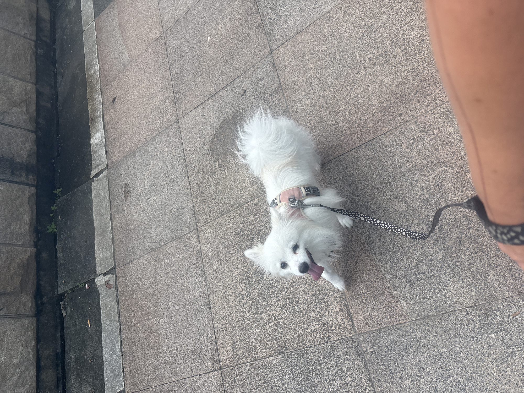 An American Eskimo dog on a leash is walking on a paved sidewalk in Nanhai District, China. The dog is white with black eyes and a pink tongue sticking out. It is wearing a pink harness with a black and white patterned leash. The sidewalk is made of grey stone tiles. A wall made of large stone blocks is visible in the background. Some small green plants are growing between the wall and the sidewalk. There are also some discarded cigarette butts on the ground near the wall.